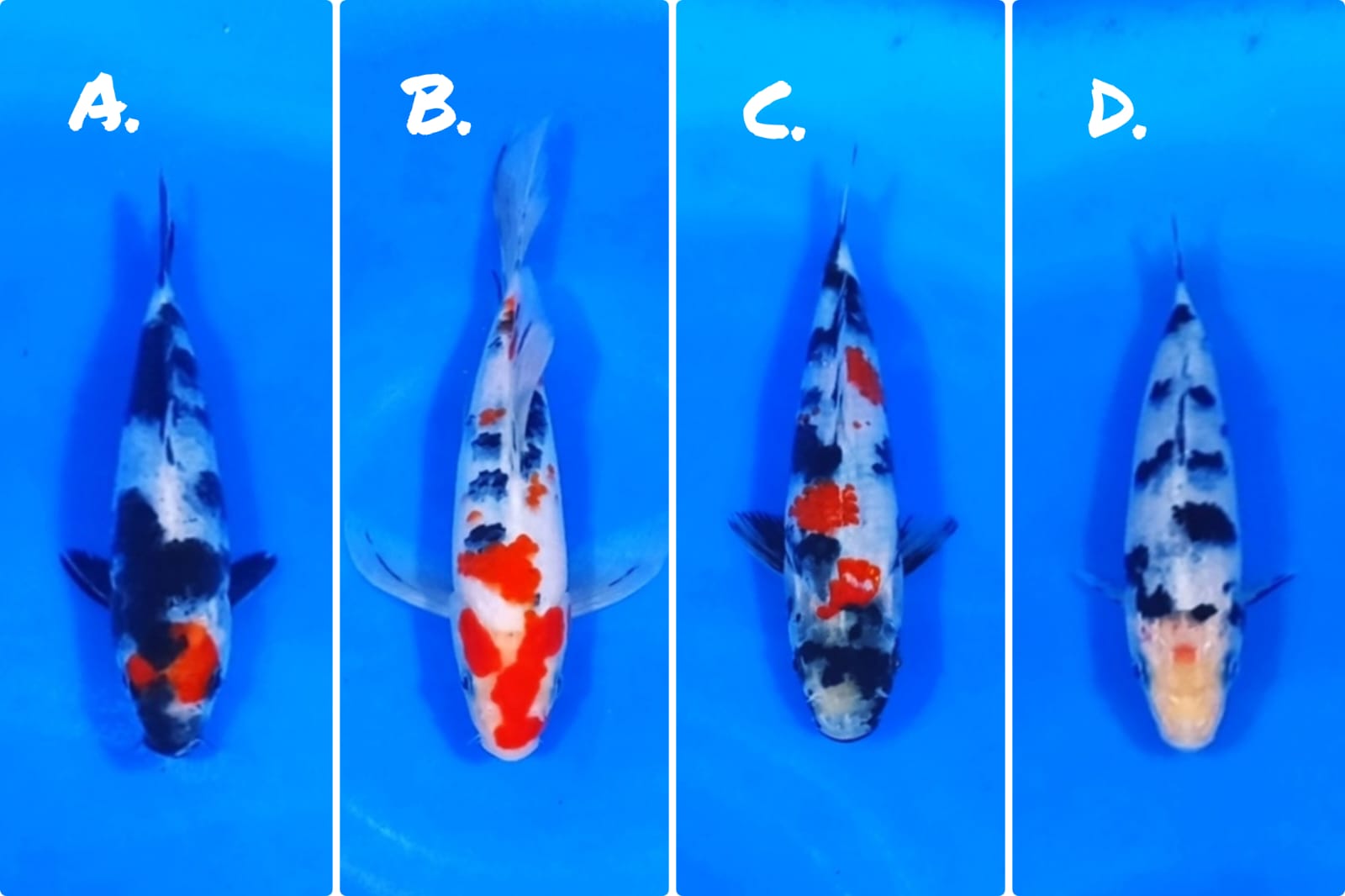 Lelang Koi Online, Jual Beli Ikan Koi, Pasar Koi Terbaik, Agen Lelang Koi, Penawaran Koi Berkualitas, Harga Jual Koi, Lelang Ikan Koi Import, Beli Koi Online, Jual Koi Murah, Koi Showroom, Penjual Koi Terpercaya, Lelang Koi Jakarta, Jual Koi Lokal, Koi Kualitas Unggul, Harga Terbaik Koi, Jual Koi Indukan, Lelang Ikan Hias Koi, Pasar Koi Indonesia, Beli Koi Berkualitas Tinggi, Koi Farm Terbesar, Jual Beli Koi Impor, Lelang Ikan Koi Kualitas Premium, Daftar Harga Koi Terbaru, Pusat Jual Beli Koi, Info Lelang Koi Hari Ini.