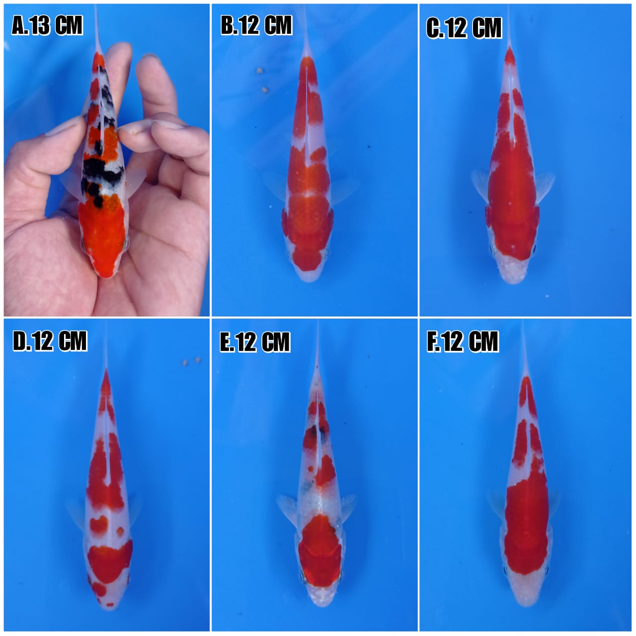 Lelang Koi Online, Jual Beli Ikan Koi, Pasar Koi Terbaik, Agen Lelang Koi, Penawaran Koi Berkualitas, Harga Jual Koi, Lelang Ikan Koi Import, Beli Koi Online, Jual Koi Murah, Koi Showroom, Penjual Koi Terpercaya, Lelang Koi Jakarta, Jual Koi Lokal, Koi Kualitas Unggul, Harga Terbaik Koi, Jual Koi Indukan, Lelang Ikan Hias Koi, Pasar Koi Indonesia, Beli Koi Berkualitas Tinggi, Koi Farm Terbesar, Jual Beli Koi Impor, Lelang Ikan Koi Kualitas Premium, Daftar Harga Koi Terbaru, Pusat Jual Beli Koi, Info Lelang Koi Hari Ini.