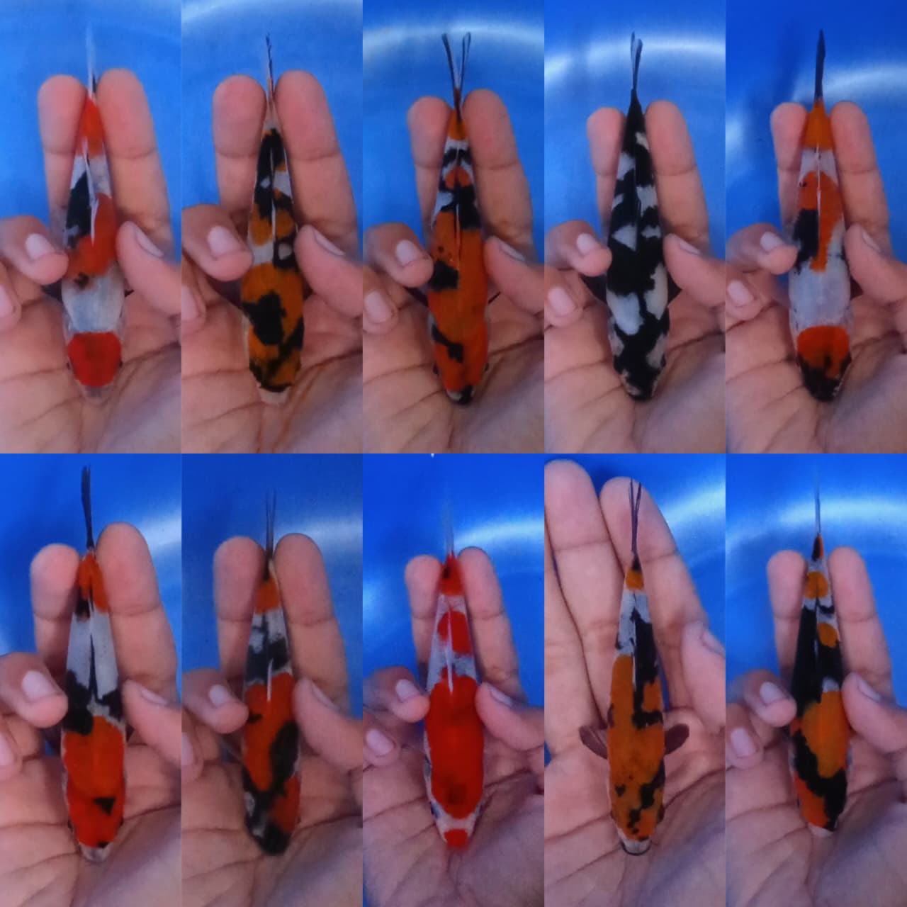 Lelang Koi Online, Jual Beli Ikan Koi, Pasar Koi Terbaik, Agen Lelang Koi, Penawaran Koi Berkualitas, Harga Jual Koi, Lelang Ikan Koi Import, Beli Koi Online, Jual Koi Murah, Koi Showroom, Penjual Koi Terpercaya, Lelang Koi Jakarta, Jual Koi Lokal, Koi Kualitas Unggul, Harga Terbaik Koi, Jual Koi Indukan, Lelang Ikan Hias Koi, Pasar Koi Indonesia, Beli Koi Berkualitas Tinggi, Koi Farm Terbesar, Jual Beli Koi Impor, Lelang Ikan Koi Kualitas Premium, Daftar Harga Koi Terbaru, Pusat Jual Beli Koi, Info Lelang Koi Hari Ini.