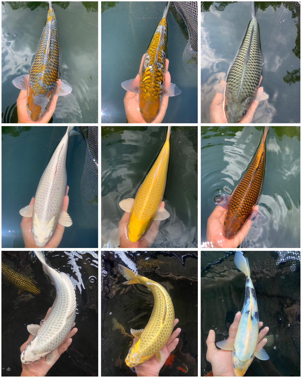 Lelang Koi Online, Jual Beli Ikan Koi, Pasar Koi Terbaik, Agen Lelang Koi, Penawaran Koi Berkualitas, Harga Jual Koi, Lelang Ikan Koi Import, Beli Koi Online, Jual Koi Murah, Koi Showroom, Penjual Koi Terpercaya, Lelang Koi Jakarta, Jual Koi Lokal, Koi Kualitas Unggul, Harga Terbaik Koi, Jual Koi Indukan, Lelang Ikan Hias Koi, Pasar Koi Indonesia, Beli Koi Berkualitas Tinggi, Koi Farm Terbesar, Jual Beli Koi Impor, Lelang Ikan Koi Kualitas Premium, Daftar Harga Koi Terbaru, Pusat Jual Beli Koi, Info Lelang Koi Hari Ini.