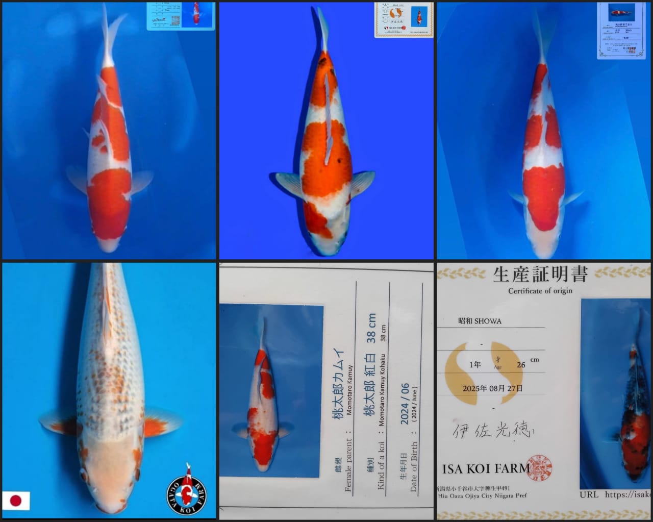 Lelang Koi Online, Jual Beli Ikan Koi, Pasar Koi Terbaik, Agen Lelang Koi, Penawaran Koi Berkualitas, Harga Jual Koi, Lelang Ikan Koi Import, Beli Koi Online, Jual Koi Murah, Koi Showroom, Penjual Koi Terpercaya, Lelang Koi Jakarta, Jual Koi Lokal, Koi Kualitas Unggul, Harga Terbaik Koi, Jual Koi Indukan, Lelang Ikan Hias Koi, Pasar Koi Indonesia, Beli Koi Berkualitas Tinggi, Koi Farm Terbesar, Jual Beli Koi Impor, Lelang Ikan Koi Kualitas Premium, Daftar Harga Koi Terbaru, Pusat Jual Beli Koi, Info Lelang Koi Hari Ini.