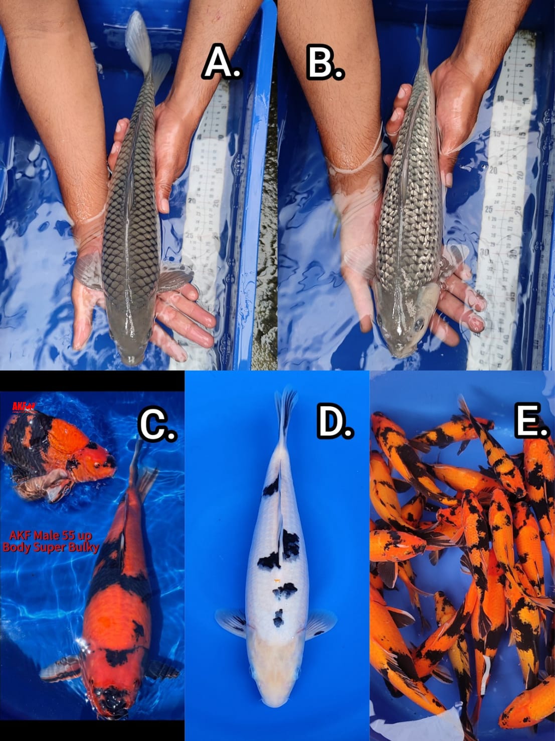 Lelang Koi Online, Jual Beli Ikan Koi, Pasar Koi Terbaik, Agen Lelang Koi, Penawaran Koi Berkualitas, Harga Jual Koi, Lelang Ikan Koi Import, Beli Koi Online, Jual Koi Murah, Koi Showroom, Penjual Koi Terpercaya, Lelang Koi Jakarta, Jual Koi Lokal, Koi Kualitas Unggul, Harga Terbaik Koi, Jual Koi Indukan, Lelang Ikan Hias Koi, Pasar Koi Indonesia, Beli Koi Berkualitas Tinggi, Koi Farm Terbesar, Jual Beli Koi Impor, Lelang Ikan Koi Kualitas Premium, Daftar Harga Koi Terbaru, Pusat Jual Beli Koi, Info Lelang Koi Hari Ini.