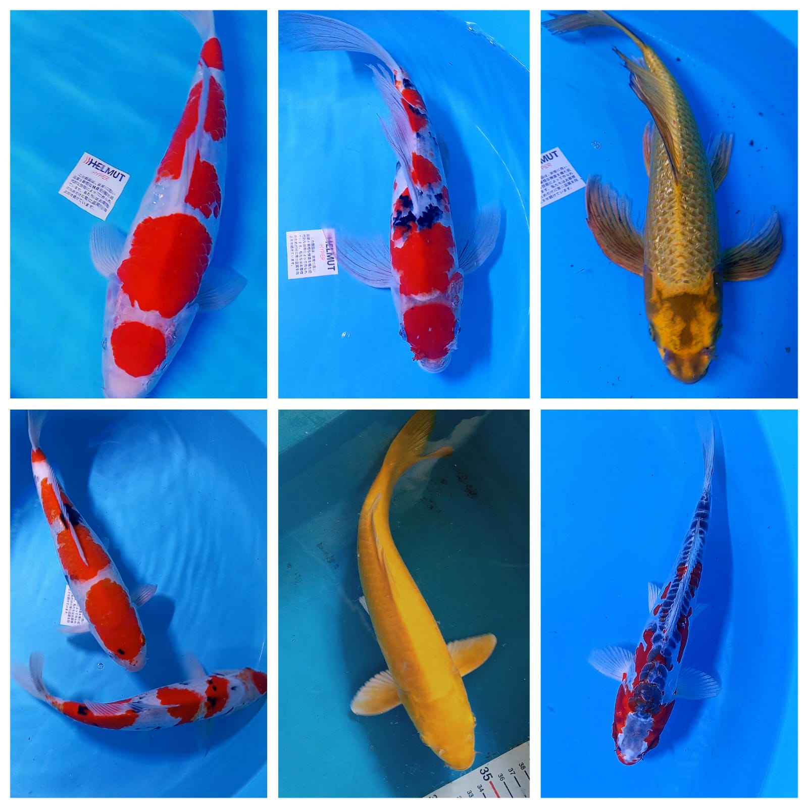 Lelang Koi Online, Jual Beli Ikan Koi, Pasar Koi Terbaik, Agen Lelang Koi, Penawaran Koi Berkualitas, Harga Jual Koi, Lelang Ikan Koi Import, Beli Koi Online, Jual Koi Murah, Koi Showroom, Penjual Koi Terpercaya, Lelang Koi Jakarta, Jual Koi Lokal, Koi Kualitas Unggul, Harga Terbaik Koi, Jual Koi Indukan, Lelang Ikan Hias Koi, Pasar Koi Indonesia, Beli Koi Berkualitas Tinggi, Koi Farm Terbesar, Jual Beli Koi Impor, Lelang Ikan Koi Kualitas Premium, Daftar Harga Koi Terbaru, Pusat Jual Beli Koi, Info Lelang Koi Hari Ini.