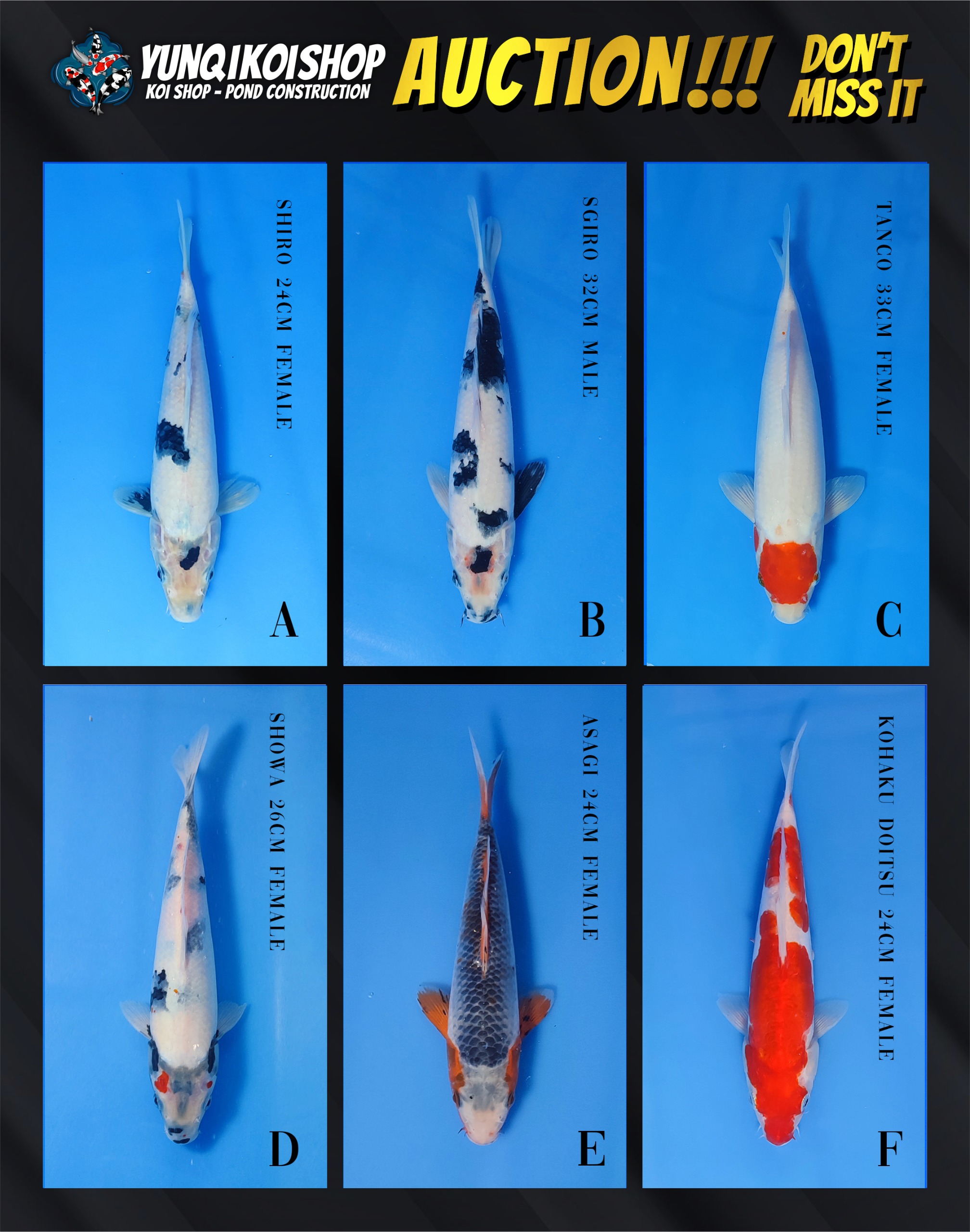 Lelang Koi Online, Jual Beli Ikan Koi, Pasar Koi Terbaik, Agen Lelang Koi, Penawaran Koi Berkualitas, Harga Jual Koi, Lelang Ikan Koi Import, Beli Koi Online, Jual Koi Murah, Koi Showroom, Penjual Koi Terpercaya, Lelang Koi Jakarta, Jual Koi Lokal, Koi Kualitas Unggul, Harga Terbaik Koi, Jual Koi Indukan, Lelang Ikan Hias Koi, Pasar Koi Indonesia, Beli Koi Berkualitas Tinggi, Koi Farm Terbesar, Jual Beli Koi Impor, Lelang Ikan Koi Kualitas Premium, Daftar Harga Koi Terbaru, Pusat Jual Beli Koi, Info Lelang Koi Hari Ini.