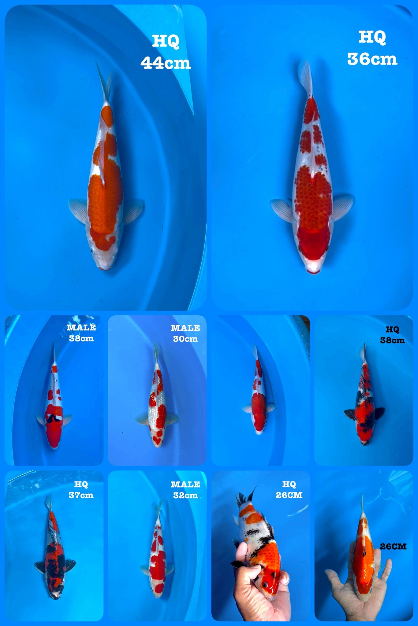 Lelang Koi Online, Jual Beli Ikan Koi, Pasar Koi Terbaik, Agen Lelang Koi, Penawaran Koi Berkualitas, Harga Jual Koi, Lelang Ikan Koi Import, Beli Koi Online, Jual Koi Murah, Koi Showroom, Penjual Koi Terpercaya, Lelang Koi Jakarta, Jual Koi Lokal, Koi Kualitas Unggul, Harga Terbaik Koi, Jual Koi Indukan, Lelang Ikan Hias Koi, Pasar Koi Indonesia, Beli Koi Berkualitas Tinggi, Koi Farm Terbesar, Jual Beli Koi Impor, Lelang Ikan Koi Kualitas Premium, Daftar Harga Koi Terbaru, Pusat Jual Beli Koi, Info Lelang Koi Hari Ini.