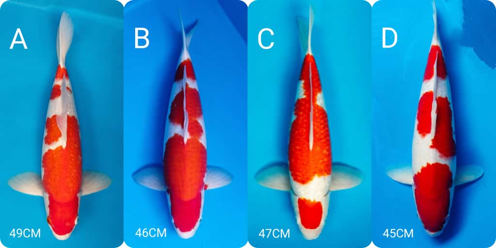 Lelang Koi Online, Jual Beli Ikan Koi, Pasar Koi Terbaik, Agen Lelang Koi, Penawaran Koi Berkualitas, Harga Jual Koi, Lelang Ikan Koi Import, Beli Koi Online, Jual Koi Murah, Koi Showroom, Penjual Koi Terpercaya, Lelang Koi Jakarta, Jual Koi Lokal, Koi Kualitas Unggul, Harga Terbaik Koi, Jual Koi Indukan, Lelang Ikan Hias Koi, Pasar Koi Indonesia, Beli Koi Berkualitas Tinggi, Koi Farm Terbesar, Jual Beli Koi Impor, Lelang Ikan Koi Kualitas Premium, Daftar Harga Koi Terbaru, Pusat Jual Beli Koi, Info Lelang Koi Hari Ini.
