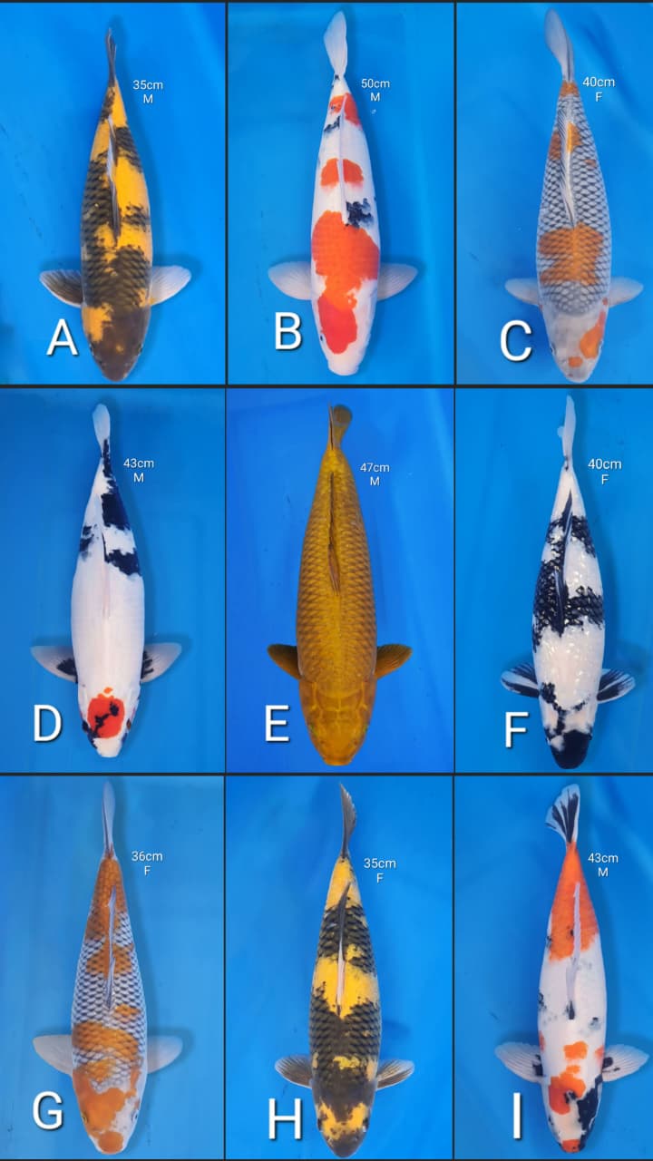 Lelang Koi Online, Jual Beli Ikan Koi, Pasar Koi Terbaik, Agen Lelang Koi, Penawaran Koi Berkualitas, Harga Jual Koi, Lelang Ikan Koi Import, Beli Koi Online, Jual Koi Murah, Koi Showroom, Penjual Koi Terpercaya, Lelang Koi Jakarta, Jual Koi Lokal, Koi Kualitas Unggul, Harga Terbaik Koi, Jual Koi Indukan, Lelang Ikan Hias Koi, Pasar Koi Indonesia, Beli Koi Berkualitas Tinggi, Koi Farm Terbesar, Jual Beli Koi Impor, Lelang Ikan Koi Kualitas Premium, Daftar Harga Koi Terbaru, Pusat Jual Beli Koi, Info Lelang Koi Hari Ini.
