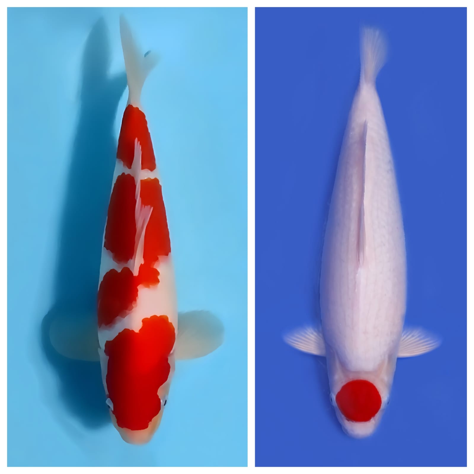 Lelang Koi Online, Jual Beli Ikan Koi, Pasar Koi Terbaik, Agen Lelang Koi, Penawaran Koi Berkualitas, Harga Jual Koi, Lelang Ikan Koi Import, Beli Koi Online, Jual Koi Murah, Koi Showroom, Penjual Koi Terpercaya, Lelang Koi Jakarta, Jual Koi Lokal, Koi Kualitas Unggul, Harga Terbaik Koi, Jual Koi Indukan, Lelang Ikan Hias Koi, Pasar Koi Indonesia, Beli Koi Berkualitas Tinggi, Koi Farm Terbesar, Jual Beli Koi Impor, Lelang Ikan Koi Kualitas Premium, Daftar Harga Koi Terbaru, Pusat Jual Beli Koi, Info Lelang Koi Hari Ini.