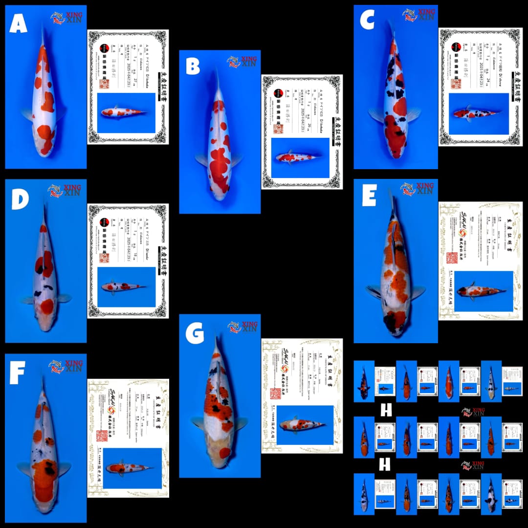 Lelang Koi Online, Jual Beli Ikan Koi, Pasar Koi Terbaik, Agen Lelang Koi, Penawaran Koi Berkualitas, Harga Jual Koi, Lelang Ikan Koi Import, Beli Koi Online, Jual Koi Murah, Koi Showroom, Penjual Koi Terpercaya, Lelang Koi Jakarta, Jual Koi Lokal, Koi Kualitas Unggul, Harga Terbaik Koi, Jual Koi Indukan, Lelang Ikan Hias Koi, Pasar Koi Indonesia, Beli Koi Berkualitas Tinggi, Koi Farm Terbesar, Jual Beli Koi Impor, Lelang Ikan Koi Kualitas Premium, Daftar Harga Koi Terbaru, Pusat Jual Beli Koi, Info Lelang Koi Hari Ini.