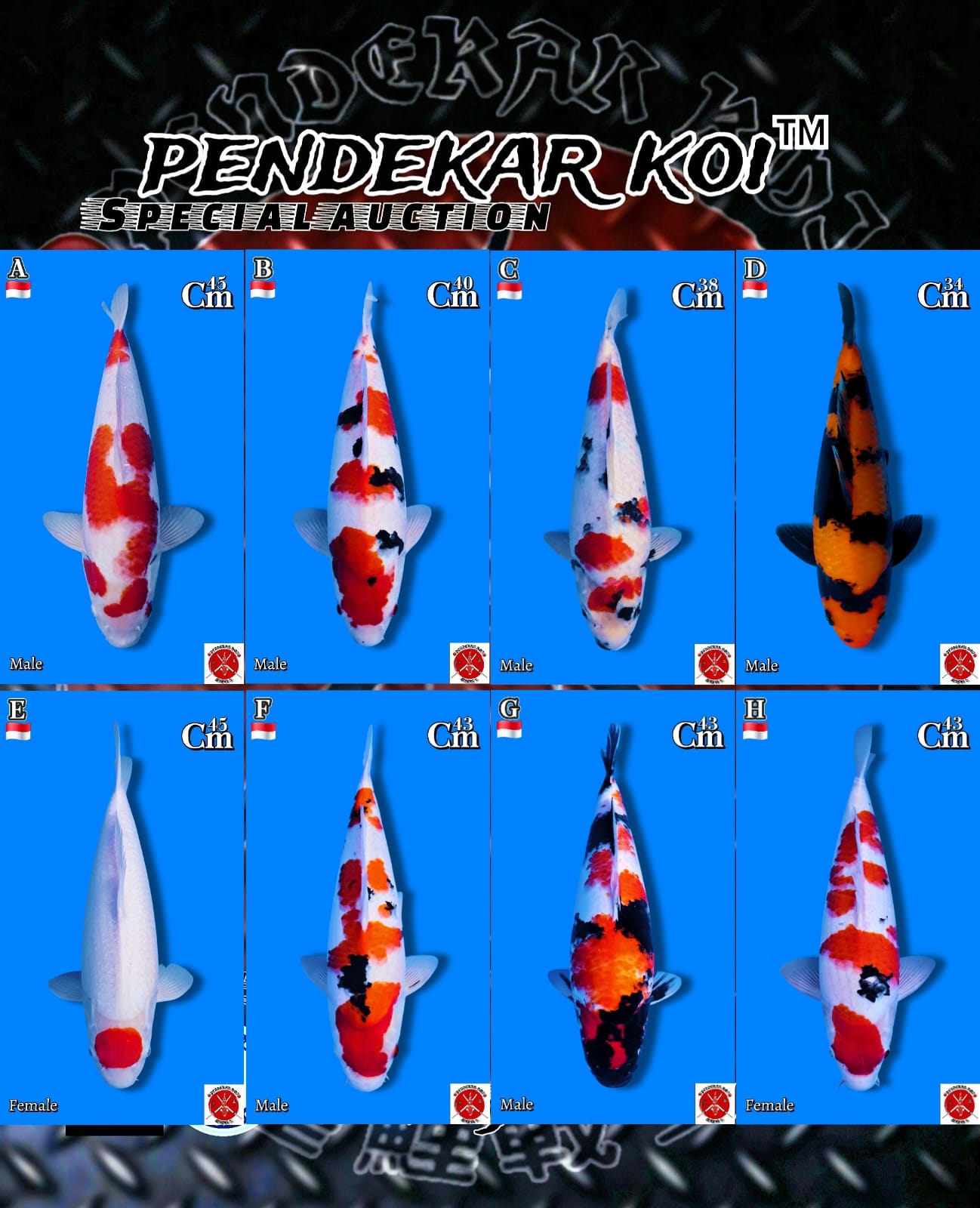 Lelang Koi Online, Jual Beli Ikan Koi, Pasar Koi Terbaik, Agen Lelang Koi, Penawaran Koi Berkualitas, Harga Jual Koi, Lelang Ikan Koi Import, Beli Koi Online, Jual Koi Murah, Koi Showroom, Penjual Koi Terpercaya, Lelang Koi Jakarta, Jual Koi Lokal, Koi Kualitas Unggul, Harga Terbaik Koi, Jual Koi Indukan, Lelang Ikan Hias Koi, Pasar Koi Indonesia, Beli Koi Berkualitas Tinggi, Koi Farm Terbesar, Jual Beli Koi Impor, Lelang Ikan Koi Kualitas Premium, Daftar Harga Koi Terbaru, Pusat Jual Beli Koi, Info Lelang Koi Hari Ini.