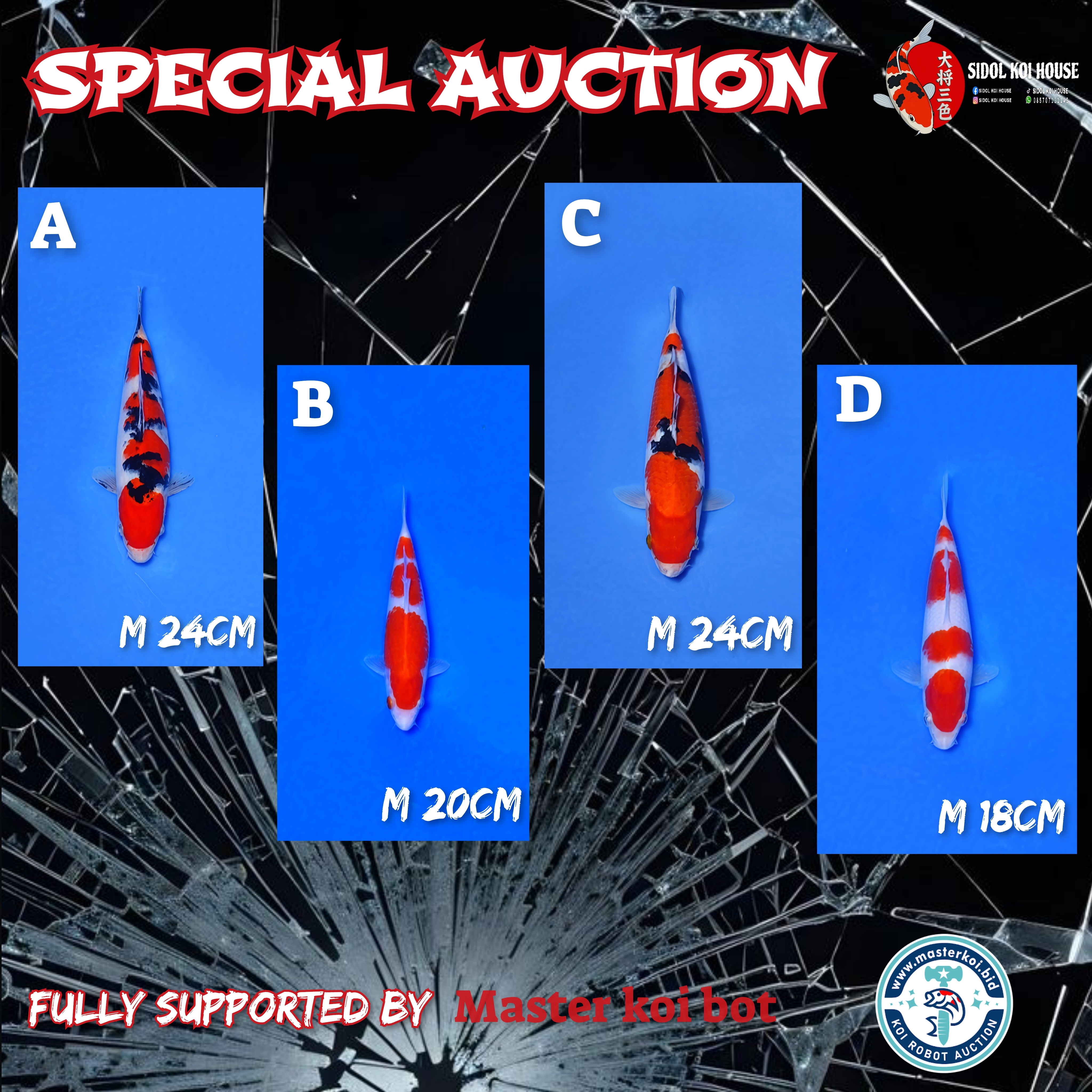 Lelang Koi Online, Jual Beli Ikan Koi, Pasar Koi Terbaik, Agen Lelang Koi, Penawaran Koi Berkualitas, Harga Jual Koi, Lelang Ikan Koi Import, Beli Koi Online, Jual Koi Murah, Koi Showroom, Penjual Koi Terpercaya, Lelang Koi Jakarta, Jual Koi Lokal, Koi Kualitas Unggul, Harga Terbaik Koi, Jual Koi Indukan, Lelang Ikan Hias Koi, Pasar Koi Indonesia, Beli Koi Berkualitas Tinggi, Koi Farm Terbesar, Jual Beli Koi Impor, Lelang Ikan Koi Kualitas Premium, Daftar Harga Koi Terbaru, Pusat Jual Beli Koi, Info Lelang Koi Hari Ini.