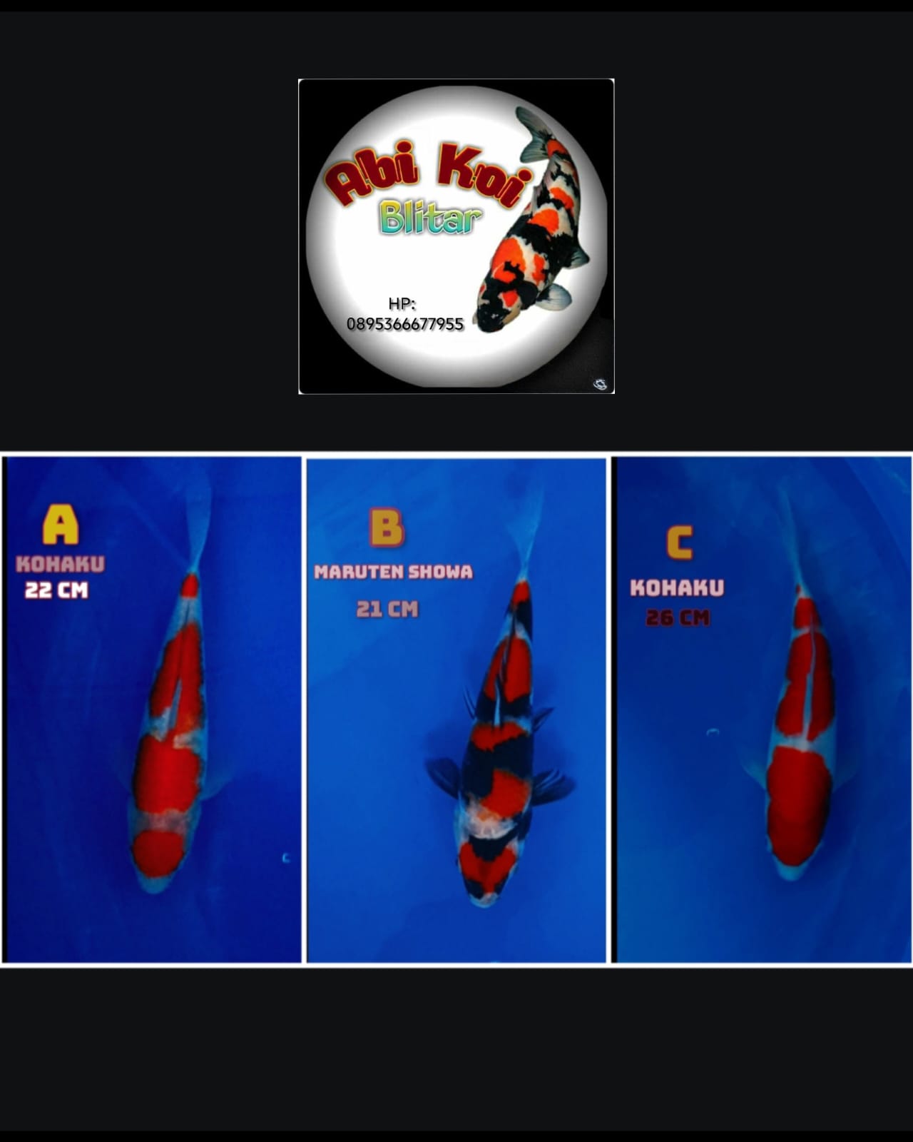 Lelang Koi Online, Jual Beli Ikan Koi, Pasar Koi Terbaik, Agen Lelang Koi, Penawaran Koi Berkualitas, Harga Jual Koi, Lelang Ikan Koi Import, Beli Koi Online, Jual Koi Murah, Koi Showroom, Penjual Koi Terpercaya, Lelang Koi Jakarta, Jual Koi Lokal, Koi Kualitas Unggul, Harga Terbaik Koi, Jual Koi Indukan, Lelang Ikan Hias Koi, Pasar Koi Indonesia, Beli Koi Berkualitas Tinggi, Koi Farm Terbesar, Jual Beli Koi Impor, Lelang Ikan Koi Kualitas Premium, Daftar Harga Koi Terbaru, Pusat Jual Beli Koi, Info Lelang Koi Hari Ini.