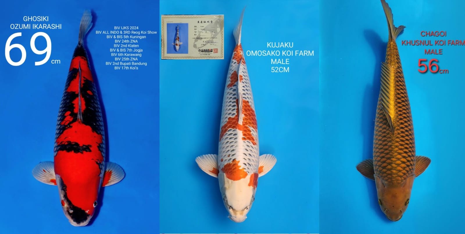 Lelang Koi Online, Jual Beli Ikan Koi, Pasar Koi Terbaik, Agen Lelang Koi, Penawaran Koi Berkualitas, Harga Jual Koi, Lelang Ikan Koi Import, Beli Koi Online, Jual Koi Murah, Koi Showroom, Penjual Koi Terpercaya, Lelang Koi Jakarta, Jual Koi Lokal, Koi Kualitas Unggul, Harga Terbaik Koi, Jual Koi Indukan, Lelang Ikan Hias Koi, Pasar Koi Indonesia, Beli Koi Berkualitas Tinggi, Koi Farm Terbesar, Jual Beli Koi Impor, Lelang Ikan Koi Kualitas Premium, Daftar Harga Koi Terbaru, Pusat Jual Beli Koi, Info Lelang Koi Hari Ini.