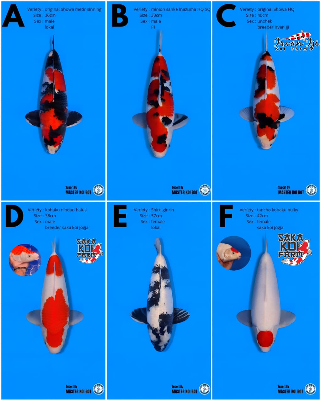Lelang Koi Online, Jual Beli Ikan Koi, Pasar Koi Terbaik, Agen Lelang Koi, Penawaran Koi Berkualitas, Harga Jual Koi, Lelang Ikan Koi Import, Beli Koi Online, Jual Koi Murah, Koi Showroom, Penjual Koi Terpercaya, Lelang Koi Jakarta, Jual Koi Lokal, Koi Kualitas Unggul, Harga Terbaik Koi, Jual Koi Indukan, Lelang Ikan Hias Koi, Pasar Koi Indonesia, Beli Koi Berkualitas Tinggi, Koi Farm Terbesar, Jual Beli Koi Impor, Lelang Ikan Koi Kualitas Premium, Daftar Harga Koi Terbaru, Pusat Jual Beli Koi, Info Lelang Koi Hari Ini.
