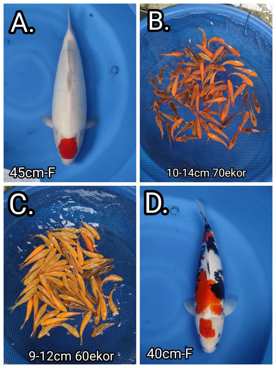 Lelang Koi Online, Jual Beli Ikan Koi, Pasar Koi Terbaik, Agen Lelang Koi, Penawaran Koi Berkualitas, Harga Jual Koi, Lelang Ikan Koi Import, Beli Koi Online, Jual Koi Murah, Koi Showroom, Penjual Koi Terpercaya, Lelang Koi Jakarta, Jual Koi Lokal, Koi Kualitas Unggul, Harga Terbaik Koi, Jual Koi Indukan, Lelang Ikan Hias Koi, Pasar Koi Indonesia, Beli Koi Berkualitas Tinggi, Koi Farm Terbesar, Jual Beli Koi Impor, Lelang Ikan Koi Kualitas Premium, Daftar Harga Koi Terbaru, Pusat Jual Beli Koi, Info Lelang Koi Hari Ini.