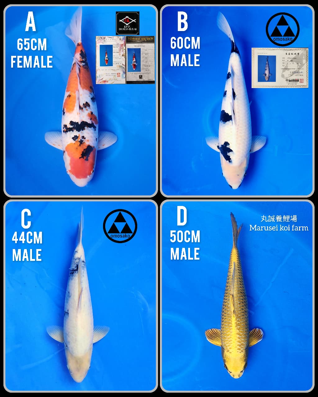 Lelang Koi Online, Jual Beli Ikan Koi, Pasar Koi Terbaik, Agen Lelang Koi, Penawaran Koi Berkualitas, Harga Jual Koi, Lelang Ikan Koi Import, Beli Koi Online, Jual Koi Murah, Koi Showroom, Penjual Koi Terpercaya, Lelang Koi Jakarta, Jual Koi Lokal, Koi Kualitas Unggul, Harga Terbaik Koi, Jual Koi Indukan, Lelang Ikan Hias Koi, Pasar Koi Indonesia, Beli Koi Berkualitas Tinggi, Koi Farm Terbesar, Jual Beli Koi Impor, Lelang Ikan Koi Kualitas Premium, Daftar Harga Koi Terbaru, Pusat Jual Beli Koi, Info Lelang Koi Hari Ini.