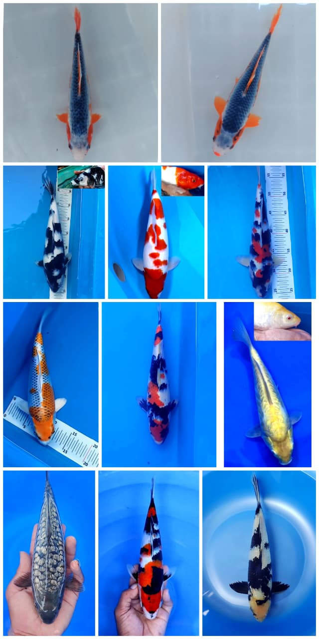 Lelang Koi Online, Jual Beli Ikan Koi, Pasar Koi Terbaik, Agen Lelang Koi, Penawaran Koi Berkualitas, Harga Jual Koi, Lelang Ikan Koi Import, Beli Koi Online, Jual Koi Murah, Koi Showroom, Penjual Koi Terpercaya, Lelang Koi Jakarta, Jual Koi Lokal, Koi Kualitas Unggul, Harga Terbaik Koi, Jual Koi Indukan, Lelang Ikan Hias Koi, Pasar Koi Indonesia, Beli Koi Berkualitas Tinggi, Koi Farm Terbesar, Jual Beli Koi Impor, Lelang Ikan Koi Kualitas Premium, Daftar Harga Koi Terbaru, Pusat Jual Beli Koi, Info Lelang Koi Hari Ini.