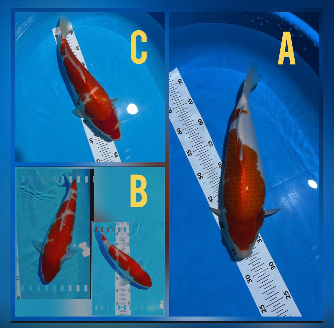 Lelang Koi Online, Jual Beli Ikan Koi, Pasar Koi Terbaik, Agen Lelang Koi, Penawaran Koi Berkualitas, Harga Jual Koi, Lelang Ikan Koi Import, Beli Koi Online, Jual Koi Murah, Koi Showroom, Penjual Koi Terpercaya, Lelang Koi Jakarta, Jual Koi Lokal, Koi Kualitas Unggul, Harga Terbaik Koi, Jual Koi Indukan, Lelang Ikan Hias Koi, Pasar Koi Indonesia, Beli Koi Berkualitas Tinggi, Koi Farm Terbesar, Jual Beli Koi Impor, Lelang Ikan Koi Kualitas Premium, Daftar Harga Koi Terbaru, Pusat Jual Beli Koi, Info Lelang Koi Hari Ini.