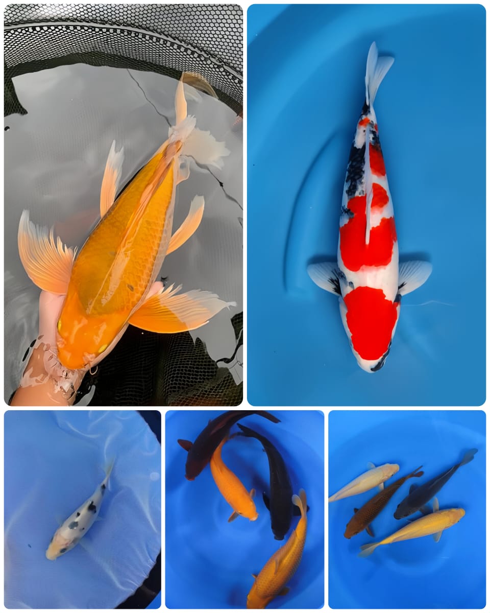 Lelang Koi Online, Jual Beli Ikan Koi, Pasar Koi Terbaik, Agen Lelang Koi, Penawaran Koi Berkualitas, Harga Jual Koi, Lelang Ikan Koi Import, Beli Koi Online, Jual Koi Murah, Koi Showroom, Penjual Koi Terpercaya, Lelang Koi Jakarta, Jual Koi Lokal, Koi Kualitas Unggul, Harga Terbaik Koi, Jual Koi Indukan, Lelang Ikan Hias Koi, Pasar Koi Indonesia, Beli Koi Berkualitas Tinggi, Koi Farm Terbesar, Jual Beli Koi Impor, Lelang Ikan Koi Kualitas Premium, Daftar Harga Koi Terbaru, Pusat Jual Beli Koi, Info Lelang Koi Hari Ini.
