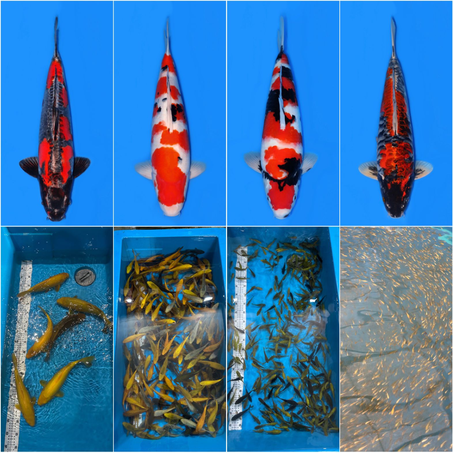 Lelang Koi Online, Jual Beli Ikan Koi, Pasar Koi Terbaik, Agen Lelang Koi, Penawaran Koi Berkualitas, Harga Jual Koi, Lelang Ikan Koi Import, Beli Koi Online, Jual Koi Murah, Koi Showroom, Penjual Koi Terpercaya, Lelang Koi Jakarta, Jual Koi Lokal, Koi Kualitas Unggul, Harga Terbaik Koi, Jual Koi Indukan, Lelang Ikan Hias Koi, Pasar Koi Indonesia, Beli Koi Berkualitas Tinggi, Koi Farm Terbesar, Jual Beli Koi Impor, Lelang Ikan Koi Kualitas Premium, Daftar Harga Koi Terbaru, Pusat Jual Beli Koi, Info Lelang Koi Hari Ini.