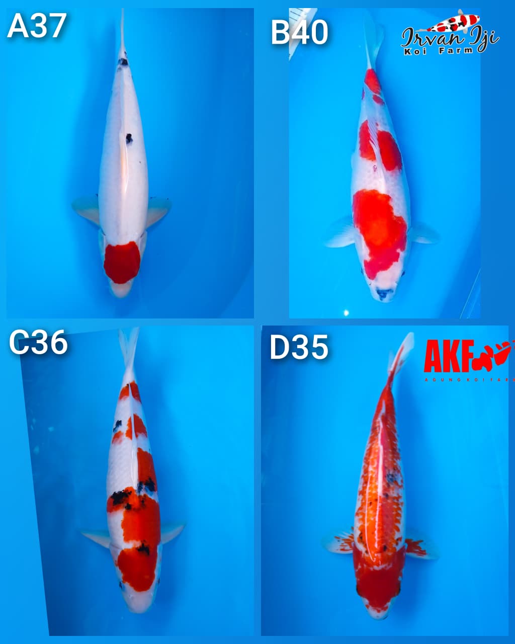 Lelang Koi Online, Jual Beli Ikan Koi, Pasar Koi Terbaik, Agen Lelang Koi, Penawaran Koi Berkualitas, Harga Jual Koi, Lelang Ikan Koi Import, Beli Koi Online, Jual Koi Murah, Koi Showroom, Penjual Koi Terpercaya, Lelang Koi Jakarta, Jual Koi Lokal, Koi Kualitas Unggul, Harga Terbaik Koi, Jual Koi Indukan, Lelang Ikan Hias Koi, Pasar Koi Indonesia, Beli Koi Berkualitas Tinggi, Koi Farm Terbesar, Jual Beli Koi Impor, Lelang Ikan Koi Kualitas Premium, Daftar Harga Koi Terbaru, Pusat Jual Beli Koi, Info Lelang Koi Hari Ini.