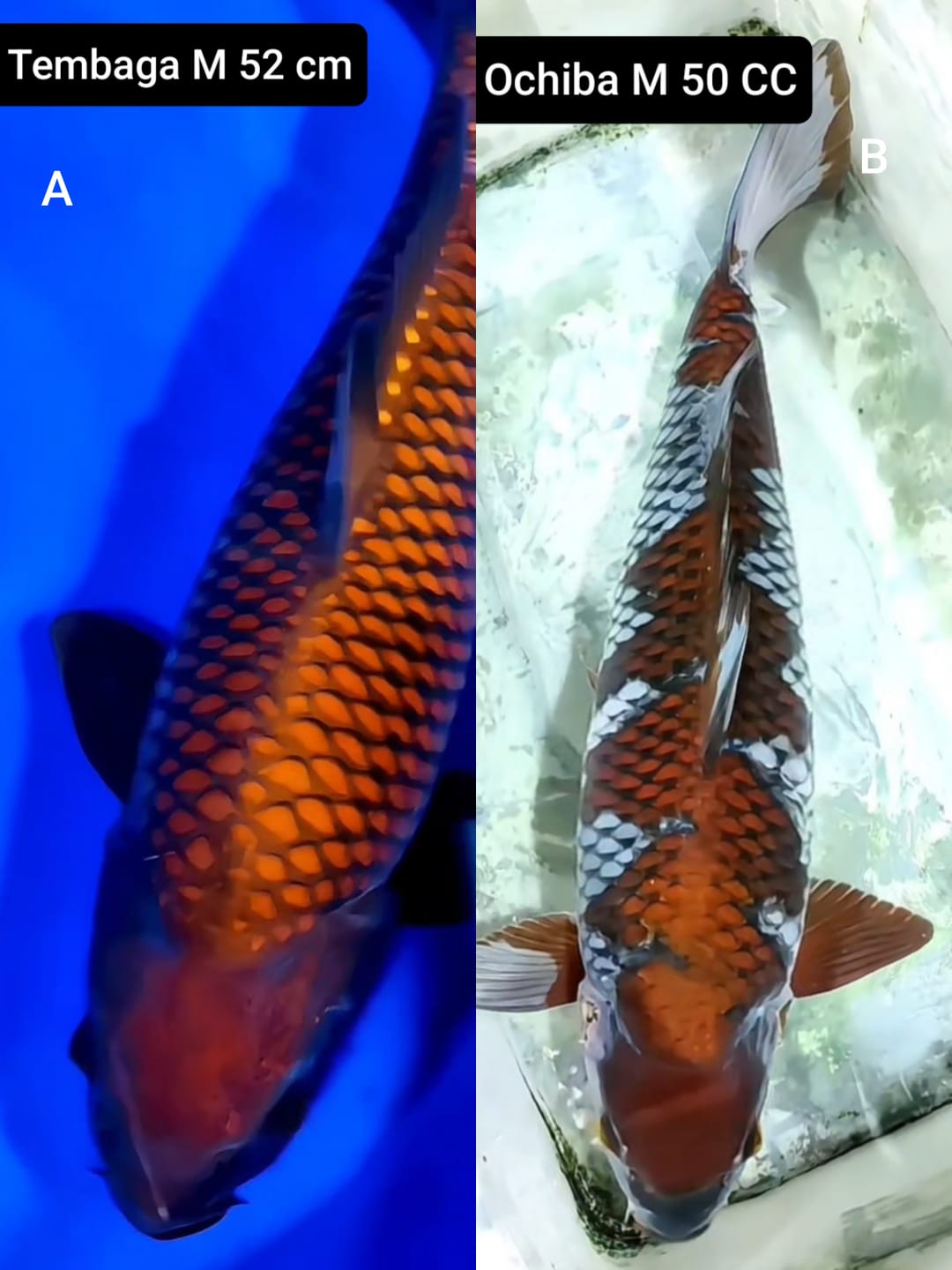 Lelang Koi Online, Jual Beli Ikan Koi, Pasar Koi Terbaik, Agen Lelang Koi, Penawaran Koi Berkualitas, Harga Jual Koi, Lelang Ikan Koi Import, Beli Koi Online, Jual Koi Murah, Koi Showroom, Penjual Koi Terpercaya, Lelang Koi Jakarta, Jual Koi Lokal, Koi Kualitas Unggul, Harga Terbaik Koi, Jual Koi Indukan, Lelang Ikan Hias Koi, Pasar Koi Indonesia, Beli Koi Berkualitas Tinggi, Koi Farm Terbesar, Jual Beli Koi Impor, Lelang Ikan Koi Kualitas Premium, Daftar Harga Koi Terbaru, Pusat Jual Beli Koi, Info Lelang Koi Hari Ini.