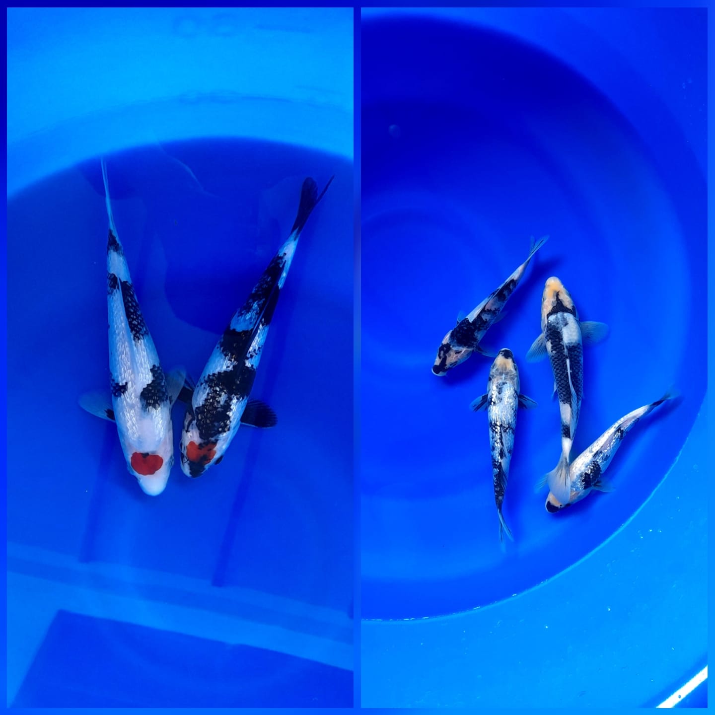 Lelang Koi Online, Jual Beli Ikan Koi, Pasar Koi Terbaik, Agen Lelang Koi, Penawaran Koi Berkualitas, Harga Jual Koi, Lelang Ikan Koi Import, Beli Koi Online, Jual Koi Murah, Koi Showroom, Penjual Koi Terpercaya, Lelang Koi Jakarta, Jual Koi Lokal, Koi Kualitas Unggul, Harga Terbaik Koi, Jual Koi Indukan, Lelang Ikan Hias Koi, Pasar Koi Indonesia, Beli Koi Berkualitas Tinggi, Koi Farm Terbesar, Jual Beli Koi Impor, Lelang Ikan Koi Kualitas Premium, Daftar Harga Koi Terbaru, Pusat Jual Beli Koi, Info Lelang Koi Hari Ini.