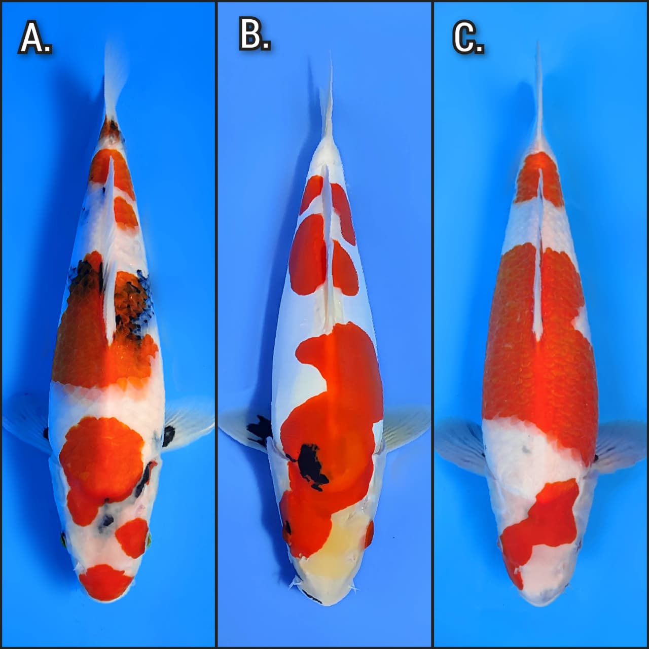 Lelang Koi Online, Jual Beli Ikan Koi, Pasar Koi Terbaik, Agen Lelang Koi, Penawaran Koi Berkualitas, Harga Jual Koi, Lelang Ikan Koi Import, Beli Koi Online, Jual Koi Murah, Koi Showroom, Penjual Koi Terpercaya, Lelang Koi Jakarta, Jual Koi Lokal, Koi Kualitas Unggul, Harga Terbaik Koi, Jual Koi Indukan, Lelang Ikan Hias Koi, Pasar Koi Indonesia, Beli Koi Berkualitas Tinggi, Koi Farm Terbesar, Jual Beli Koi Impor, Lelang Ikan Koi Kualitas Premium, Daftar Harga Koi Terbaru, Pusat Jual Beli Koi, Info Lelang Koi Hari Ini.