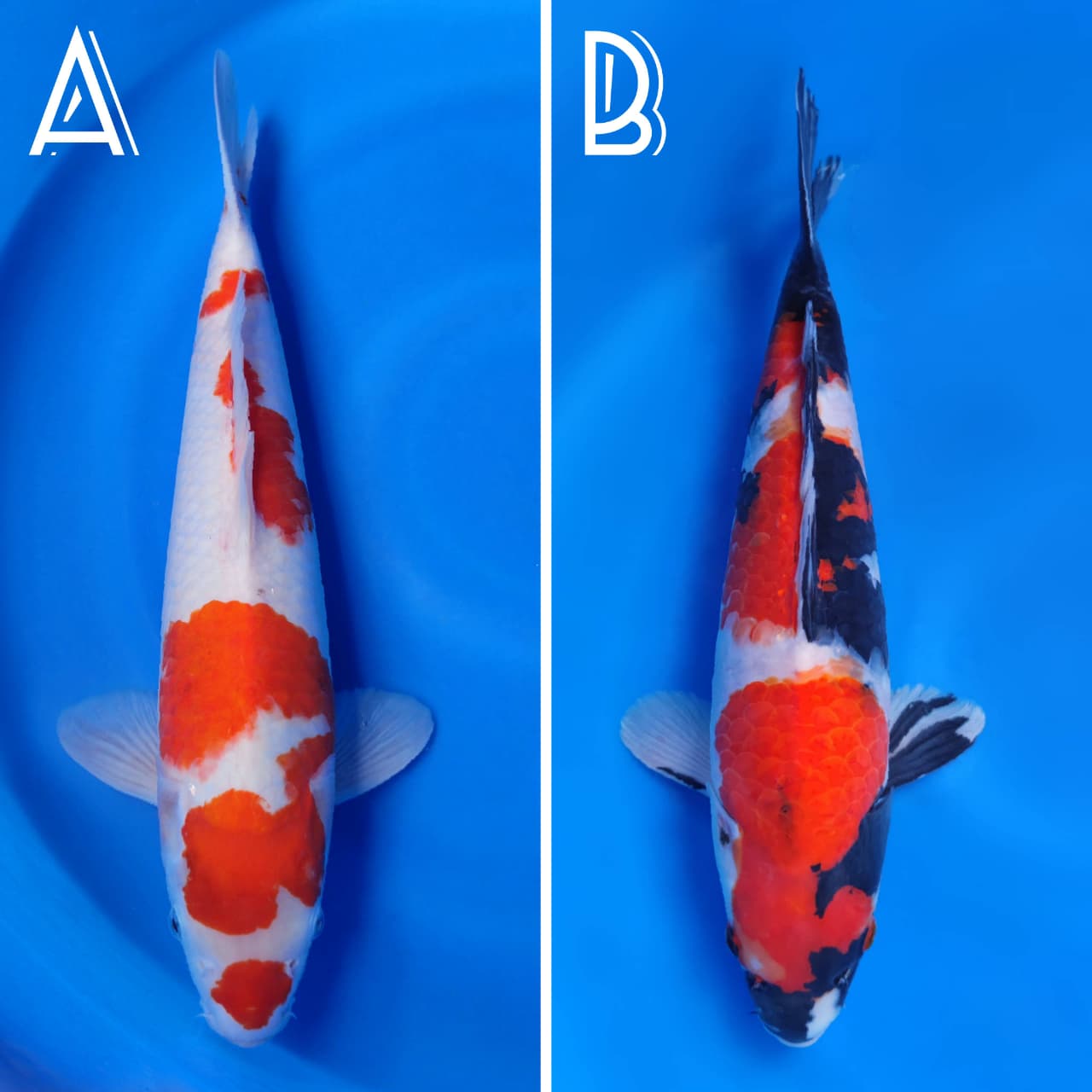 Lelang Koi Online, Jual Beli Ikan Koi, Pasar Koi Terbaik, Agen Lelang Koi, Penawaran Koi Berkualitas, Harga Jual Koi, Lelang Ikan Koi Import, Beli Koi Online, Jual Koi Murah, Koi Showroom, Penjual Koi Terpercaya, Lelang Koi Jakarta, Jual Koi Lokal, Koi Kualitas Unggul, Harga Terbaik Koi, Jual Koi Indukan, Lelang Ikan Hias Koi, Pasar Koi Indonesia, Beli Koi Berkualitas Tinggi, Koi Farm Terbesar, Jual Beli Koi Impor, Lelang Ikan Koi Kualitas Premium, Daftar Harga Koi Terbaru, Pusat Jual Beli Koi, Info Lelang Koi Hari Ini.
