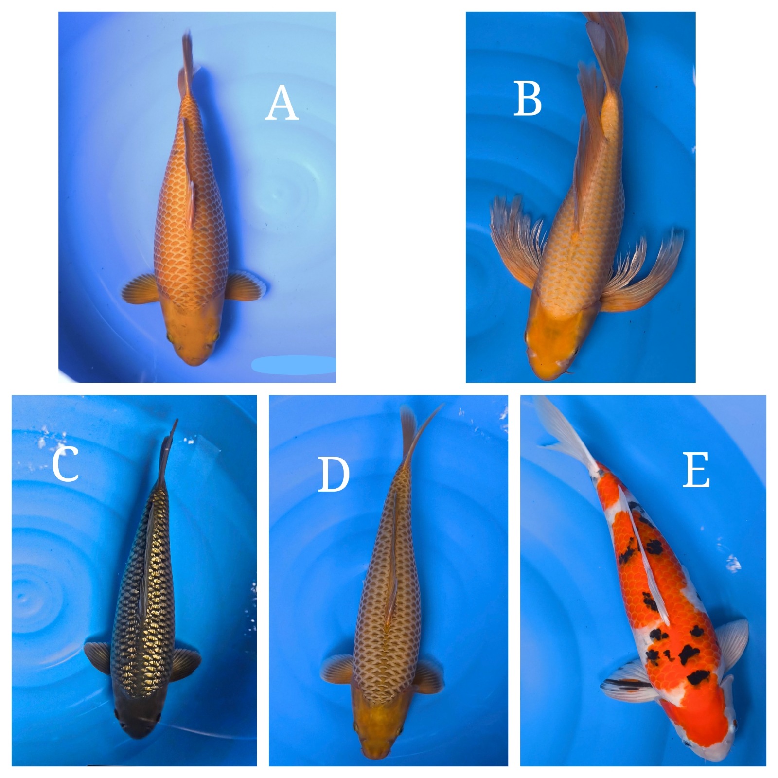 Lelang Koi Online, Jual Beli Ikan Koi, Pasar Koi Terbaik, Agen Lelang Koi, Penawaran Koi Berkualitas, Harga Jual Koi, Lelang Ikan Koi Import, Beli Koi Online, Jual Koi Murah, Koi Showroom, Penjual Koi Terpercaya, Lelang Koi Jakarta, Jual Koi Lokal, Koi Kualitas Unggul, Harga Terbaik Koi, Jual Koi Indukan, Lelang Ikan Hias Koi, Pasar Koi Indonesia, Beli Koi Berkualitas Tinggi, Koi Farm Terbesar, Jual Beli Koi Impor, Lelang Ikan Koi Kualitas Premium, Daftar Harga Koi Terbaru, Pusat Jual Beli Koi, Info Lelang Koi Hari Ini.