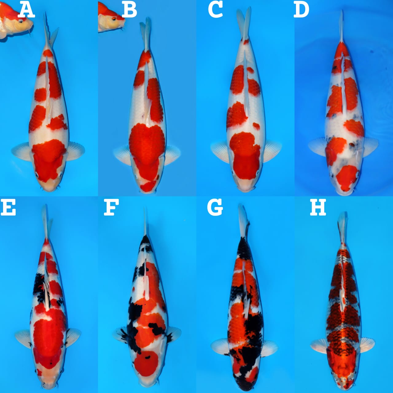 Lelang Koi Online, Jual Beli Ikan Koi, Pasar Koi Terbaik, Agen Lelang Koi, Penawaran Koi Berkualitas, Harga Jual Koi, Lelang Ikan Koi Import, Beli Koi Online, Jual Koi Murah, Koi Showroom, Penjual Koi Terpercaya, Lelang Koi Jakarta, Jual Koi Lokal, Koi Kualitas Unggul, Harga Terbaik Koi, Jual Koi Indukan, Lelang Ikan Hias Koi, Pasar Koi Indonesia, Beli Koi Berkualitas Tinggi, Koi Farm Terbesar, Jual Beli Koi Impor, Lelang Ikan Koi Kualitas Premium, Daftar Harga Koi Terbaru, Pusat Jual Beli Koi, Info Lelang Koi Hari Ini.