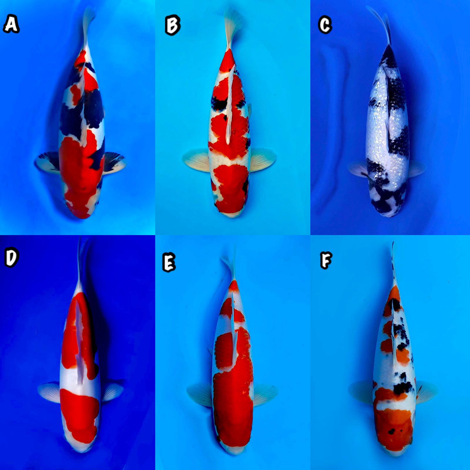 Lelang Koi Online, Jual Beli Ikan Koi, Pasar Koi Terbaik, Agen Lelang Koi, Penawaran Koi Berkualitas, Harga Jual Koi, Lelang Ikan Koi Import, Beli Koi Online, Jual Koi Murah, Koi Showroom, Penjual Koi Terpercaya, Lelang Koi Jakarta, Jual Koi Lokal, Koi Kualitas Unggul, Harga Terbaik Koi, Jual Koi Indukan, Lelang Ikan Hias Koi, Pasar Koi Indonesia, Beli Koi Berkualitas Tinggi, Koi Farm Terbesar, Jual Beli Koi Impor, Lelang Ikan Koi Kualitas Premium, Daftar Harga Koi Terbaru, Pusat Jual Beli Koi, Info Lelang Koi Hari Ini.