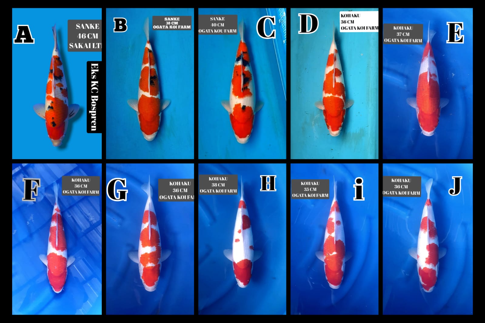 Lelang Koi Online, Jual Beli Ikan Koi, Pasar Koi Terbaik, Agen Lelang Koi, Penawaran Koi Berkualitas, Harga Jual Koi, Lelang Ikan Koi Import, Beli Koi Online, Jual Koi Murah, Koi Showroom, Penjual Koi Terpercaya, Lelang Koi Jakarta, Jual Koi Lokal, Koi Kualitas Unggul, Harga Terbaik Koi, Jual Koi Indukan, Lelang Ikan Hias Koi, Pasar Koi Indonesia, Beli Koi Berkualitas Tinggi, Koi Farm Terbesar, Jual Beli Koi Impor, Lelang Ikan Koi Kualitas Premium, Daftar Harga Koi Terbaru, Pusat Jual Beli Koi, Info Lelang Koi Hari Ini.