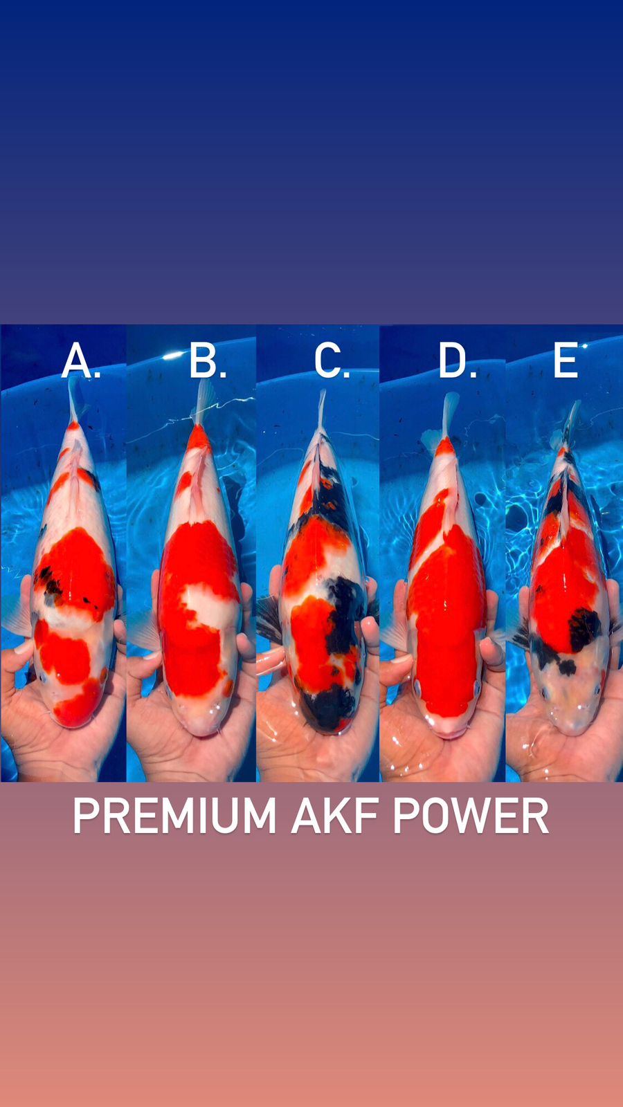 Lelang Koi Online, Jual Beli Ikan Koi, Pasar Koi Terbaik, Agen Lelang Koi, Penawaran Koi Berkualitas, Harga Jual Koi, Lelang Ikan Koi Import, Beli Koi Online, Jual Koi Murah, Koi Showroom, Penjual Koi Terpercaya, Lelang Koi Jakarta, Jual Koi Lokal, Koi Kualitas Unggul, Harga Terbaik Koi, Jual Koi Indukan, Lelang Ikan Hias Koi, Pasar Koi Indonesia, Beli Koi Berkualitas Tinggi, Koi Farm Terbesar, Jual Beli Koi Impor, Lelang Ikan Koi Kualitas Premium, Daftar Harga Koi Terbaru, Pusat Jual Beli Koi, Info Lelang Koi Hari Ini.
