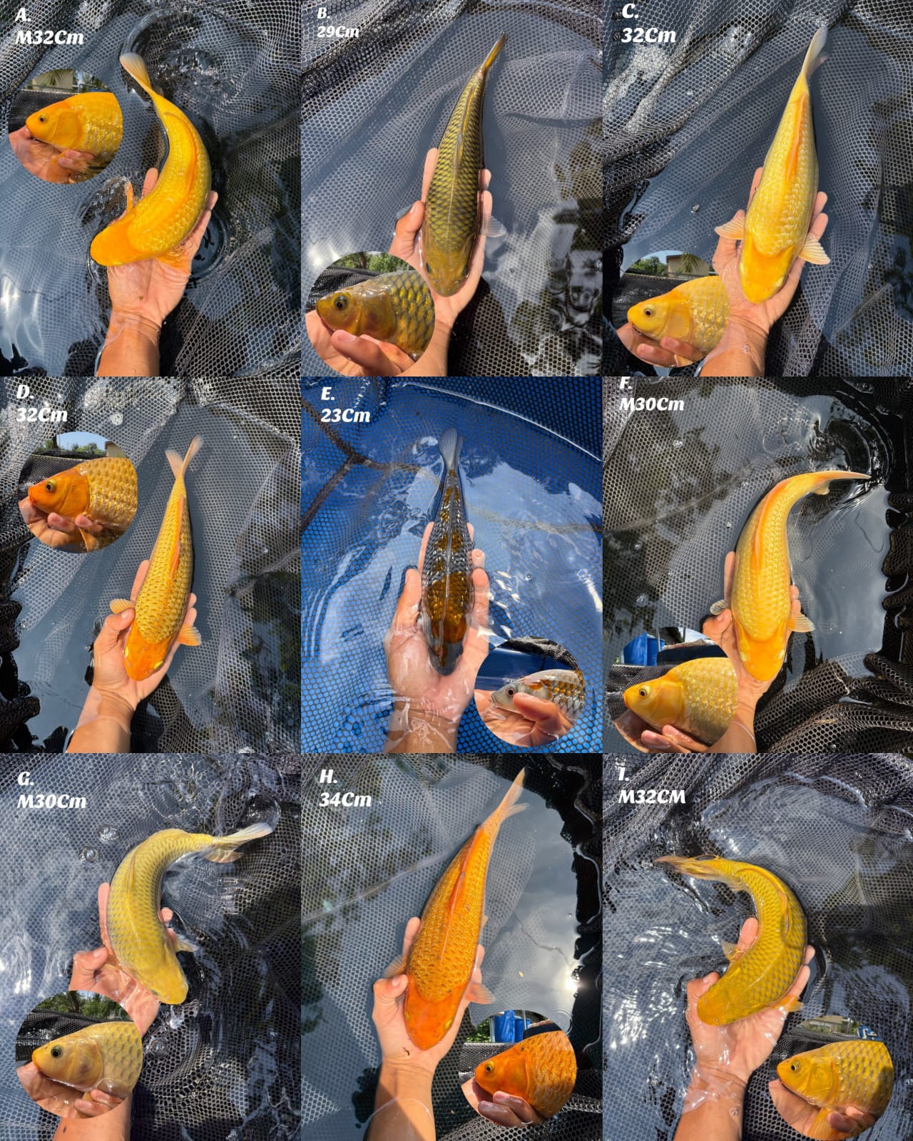 Lelang Koi Online, Jual Beli Ikan Koi, Pasar Koi Terbaik, Agen Lelang Koi, Penawaran Koi Berkualitas, Harga Jual Koi, Lelang Ikan Koi Import, Beli Koi Online, Jual Koi Murah, Koi Showroom, Penjual Koi Terpercaya, Lelang Koi Jakarta, Jual Koi Lokal, Koi Kualitas Unggul, Harga Terbaik Koi, Jual Koi Indukan, Lelang Ikan Hias Koi, Pasar Koi Indonesia, Beli Koi Berkualitas Tinggi, Koi Farm Terbesar, Jual Beli Koi Impor, Lelang Ikan Koi Kualitas Premium, Daftar Harga Koi Terbaru, Pusat Jual Beli Koi, Info Lelang Koi Hari Ini.