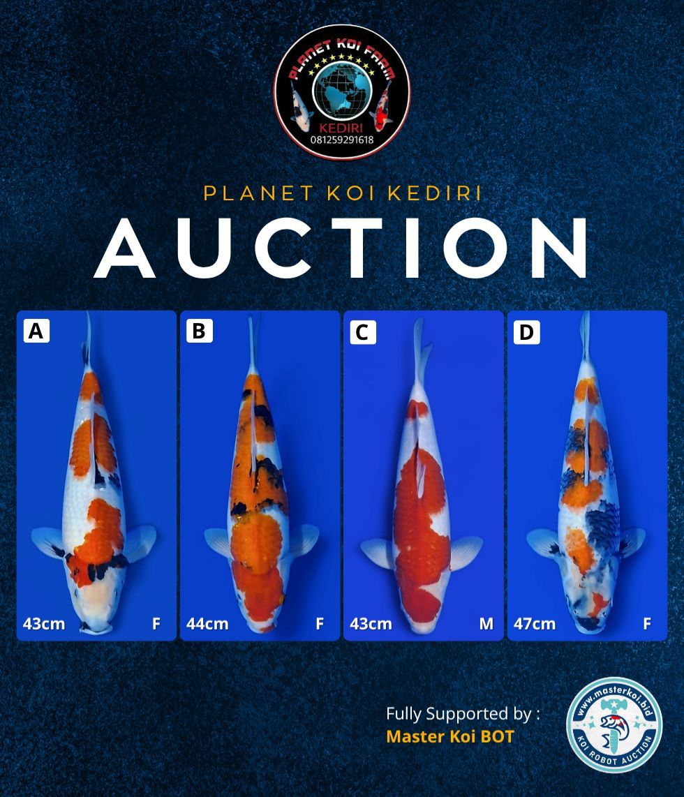 Lelang Koi Online, Jual Beli Ikan Koi, Pasar Koi Terbaik, Agen Lelang Koi, Penawaran Koi Berkualitas, Harga Jual Koi, Lelang Ikan Koi Import, Beli Koi Online, Jual Koi Murah, Koi Showroom, Penjual Koi Terpercaya, Lelang Koi Jakarta, Jual Koi Lokal, Koi Kualitas Unggul, Harga Terbaik Koi, Jual Koi Indukan, Lelang Ikan Hias Koi, Pasar Koi Indonesia, Beli Koi Berkualitas Tinggi, Koi Farm Terbesar, Jual Beli Koi Impor, Lelang Ikan Koi Kualitas Premium, Daftar Harga Koi Terbaru, Pusat Jual Beli Koi, Info Lelang Koi Hari Ini.