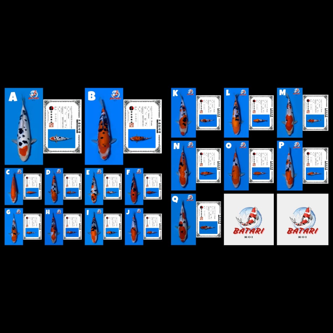 Lelang Koi Online, Jual Beli Ikan Koi, Pasar Koi Terbaik, Agen Lelang Koi, Penawaran Koi Berkualitas, Harga Jual Koi, Lelang Ikan Koi Import, Beli Koi Online, Jual Koi Murah, Koi Showroom, Penjual Koi Terpercaya, Lelang Koi Jakarta, Jual Koi Lokal, Koi Kualitas Unggul, Harga Terbaik Koi, Jual Koi Indukan, Lelang Ikan Hias Koi, Pasar Koi Indonesia, Beli Koi Berkualitas Tinggi, Koi Farm Terbesar, Jual Beli Koi Impor, Lelang Ikan Koi Kualitas Premium, Daftar Harga Koi Terbaru, Pusat Jual Beli Koi, Info Lelang Koi Hari Ini.