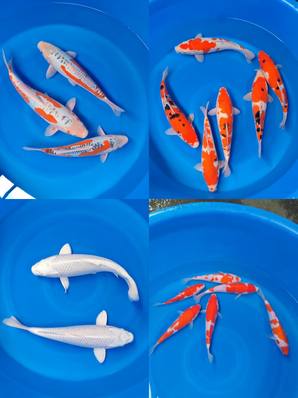 Lelang Koi Online, Jual Beli Ikan Koi, Pasar Koi Terbaik, Agen Lelang Koi, Penawaran Koi Berkualitas, Harga Jual Koi, Lelang Ikan Koi Import, Beli Koi Online, Jual Koi Murah, Koi Showroom, Penjual Koi Terpercaya, Lelang Koi Jakarta, Jual Koi Lokal, Koi Kualitas Unggul, Harga Terbaik Koi, Jual Koi Indukan, Lelang Ikan Hias Koi, Pasar Koi Indonesia, Beli Koi Berkualitas Tinggi, Koi Farm Terbesar, Jual Beli Koi Impor, Lelang Ikan Koi Kualitas Premium, Daftar Harga Koi Terbaru, Pusat Jual Beli Koi, Info Lelang Koi Hari Ini.