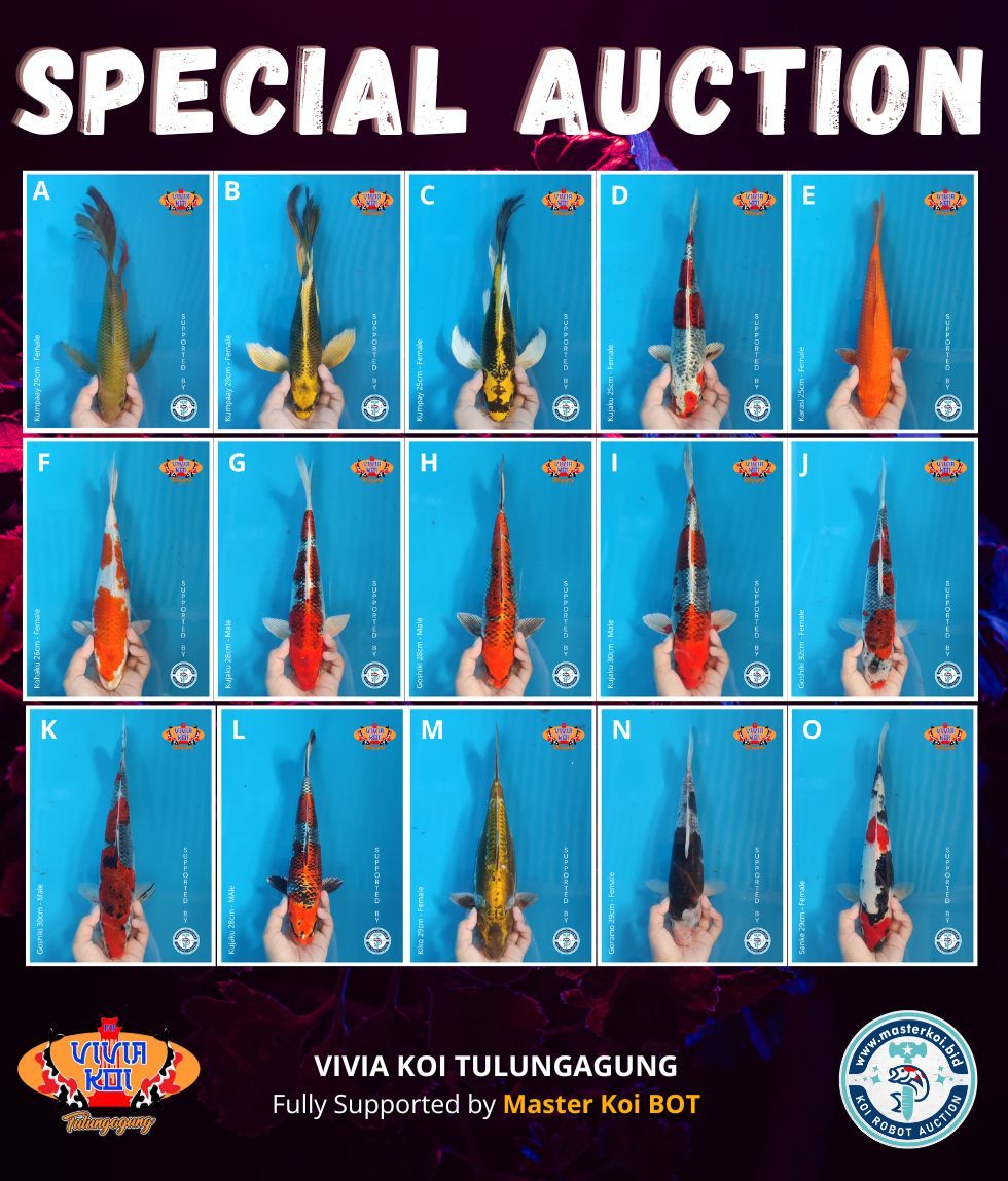 Lelang Koi Online, Jual Beli Ikan Koi, Pasar Koi Terbaik, Agen Lelang Koi, Penawaran Koi Berkualitas, Harga Jual Koi, Lelang Ikan Koi Import, Beli Koi Online, Jual Koi Murah, Koi Showroom, Penjual Koi Terpercaya, Lelang Koi Jakarta, Jual Koi Lokal, Koi Kualitas Unggul, Harga Terbaik Koi, Jual Koi Indukan, Lelang Ikan Hias Koi, Pasar Koi Indonesia, Beli Koi Berkualitas Tinggi, Koi Farm Terbesar, Jual Beli Koi Impor, Lelang Ikan Koi Kualitas Premium, Daftar Harga Koi Terbaru, Pusat Jual Beli Koi, Info Lelang Koi Hari Ini.