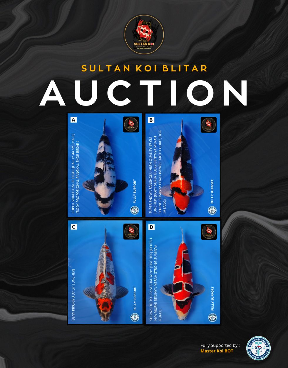 Lelang Koi Online, Jual Beli Ikan Koi, Pasar Koi Terbaik, Agen Lelang Koi, Penawaran Koi Berkualitas, Harga Jual Koi, Lelang Ikan Koi Import, Beli Koi Online, Jual Koi Murah, Koi Showroom, Penjual Koi Terpercaya, Lelang Koi Jakarta, Jual Koi Lokal, Koi Kualitas Unggul, Harga Terbaik Koi, Jual Koi Indukan, Lelang Ikan Hias Koi, Pasar Koi Indonesia, Beli Koi Berkualitas Tinggi, Koi Farm Terbesar, Jual Beli Koi Impor, Lelang Ikan Koi Kualitas Premium, Daftar Harga Koi Terbaru, Pusat Jual Beli Koi, Info Lelang Koi Hari Ini.