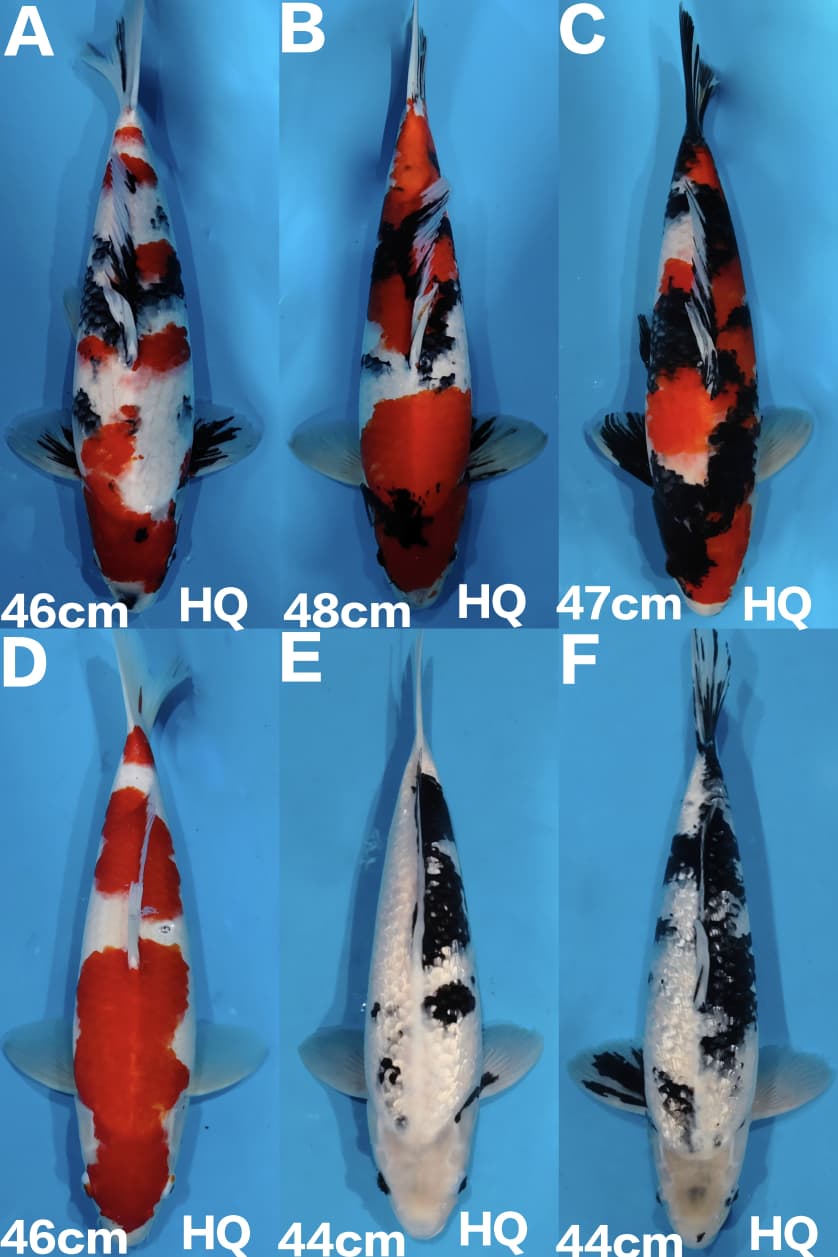Lelang Koi Online, Jual Beli Ikan Koi, Pasar Koi Terbaik, Agen Lelang Koi, Penawaran Koi Berkualitas, Harga Jual Koi, Lelang Ikan Koi Import, Beli Koi Online, Jual Koi Murah, Koi Showroom, Penjual Koi Terpercaya, Lelang Koi Jakarta, Jual Koi Lokal, Koi Kualitas Unggul, Harga Terbaik Koi, Jual Koi Indukan, Lelang Ikan Hias Koi, Pasar Koi Indonesia, Beli Koi Berkualitas Tinggi, Koi Farm Terbesar, Jual Beli Koi Impor, Lelang Ikan Koi Kualitas Premium, Daftar Harga Koi Terbaru, Pusat Jual Beli Koi, Info Lelang Koi Hari Ini.