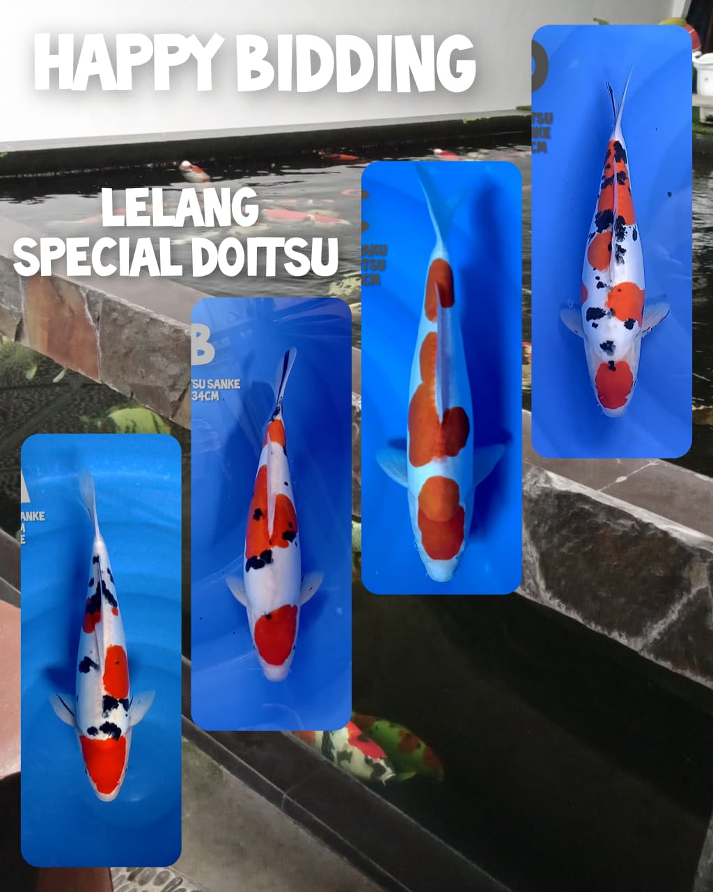 Lelang Koi Online, Jual Beli Ikan Koi, Pasar Koi Terbaik, Agen Lelang Koi, Penawaran Koi Berkualitas, Harga Jual Koi, Lelang Ikan Koi Import, Beli Koi Online, Jual Koi Murah, Koi Showroom, Penjual Koi Terpercaya, Lelang Koi Jakarta, Jual Koi Lokal, Koi Kualitas Unggul, Harga Terbaik Koi, Jual Koi Indukan, Lelang Ikan Hias Koi, Pasar Koi Indonesia, Beli Koi Berkualitas Tinggi, Koi Farm Terbesar, Jual Beli Koi Impor, Lelang Ikan Koi Kualitas Premium, Daftar Harga Koi Terbaru, Pusat Jual Beli Koi, Info Lelang Koi Hari Ini.