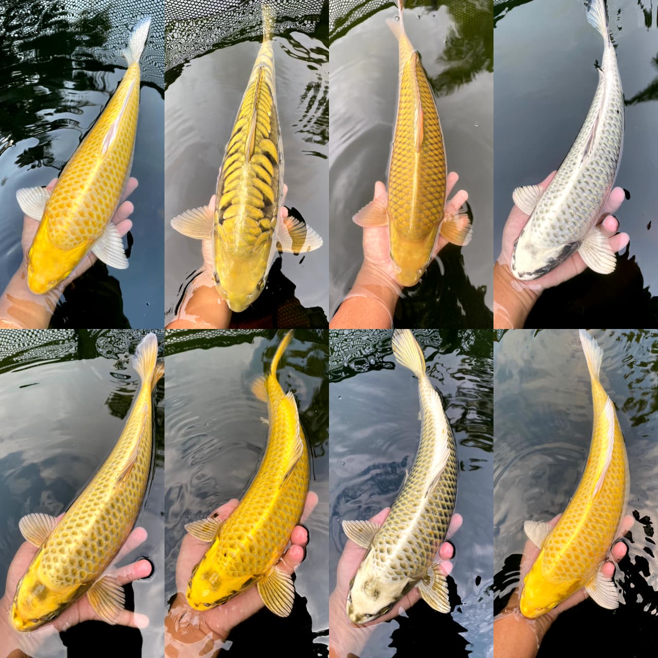 Lelang Koi Online, Jual Beli Ikan Koi, Pasar Koi Terbaik, Agen Lelang Koi, Penawaran Koi Berkualitas, Harga Jual Koi, Lelang Ikan Koi Import, Beli Koi Online, Jual Koi Murah, Koi Showroom, Penjual Koi Terpercaya, Lelang Koi Jakarta, Jual Koi Lokal, Koi Kualitas Unggul, Harga Terbaik Koi, Jual Koi Indukan, Lelang Ikan Hias Koi, Pasar Koi Indonesia, Beli Koi Berkualitas Tinggi, Koi Farm Terbesar, Jual Beli Koi Impor, Lelang Ikan Koi Kualitas Premium, Daftar Harga Koi Terbaru, Pusat Jual Beli Koi, Info Lelang Koi Hari Ini.