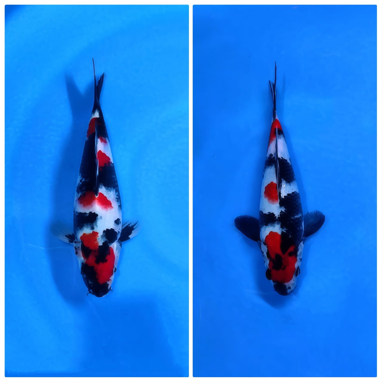 Lelang Koi Online, Jual Beli Ikan Koi, Pasar Koi Terbaik, Agen Lelang Koi, Penawaran Koi Berkualitas, Harga Jual Koi, Lelang Ikan Koi Import, Beli Koi Online, Jual Koi Murah, Koi Showroom, Penjual Koi Terpercaya, Lelang Koi Jakarta, Jual Koi Lokal, Koi Kualitas Unggul, Harga Terbaik Koi, Jual Koi Indukan, Lelang Ikan Hias Koi, Pasar Koi Indonesia, Beli Koi Berkualitas Tinggi, Koi Farm Terbesar, Jual Beli Koi Impor, Lelang Ikan Koi Kualitas Premium, Daftar Harga Koi Terbaru, Pusat Jual Beli Koi, Info Lelang Koi Hari Ini.