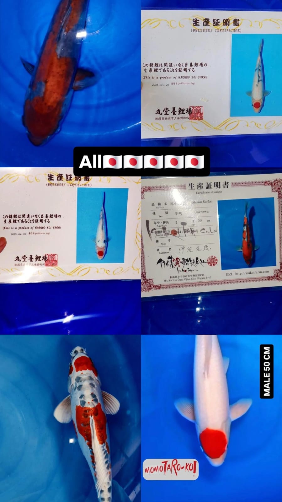 Lelang Koi Online, Jual Beli Ikan Koi, Pasar Koi Terbaik, Agen Lelang Koi, Penawaran Koi Berkualitas, Harga Jual Koi, Lelang Ikan Koi Import, Beli Koi Online, Jual Koi Murah, Koi Showroom, Penjual Koi Terpercaya, Lelang Koi Jakarta, Jual Koi Lokal, Koi Kualitas Unggul, Harga Terbaik Koi, Jual Koi Indukan, Lelang Ikan Hias Koi, Pasar Koi Indonesia, Beli Koi Berkualitas Tinggi, Koi Farm Terbesar, Jual Beli Koi Impor, Lelang Ikan Koi Kualitas Premium, Daftar Harga Koi Terbaru, Pusat Jual Beli Koi, Info Lelang Koi Hari Ini.