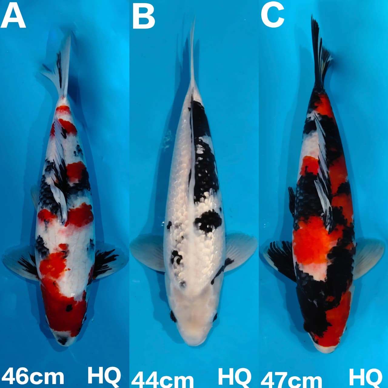 Lelang Koi Online, Jual Beli Ikan Koi, Pasar Koi Terbaik, Agen Lelang Koi, Penawaran Koi Berkualitas, Harga Jual Koi, Lelang Ikan Koi Import, Beli Koi Online, Jual Koi Murah, Koi Showroom, Penjual Koi Terpercaya, Lelang Koi Jakarta, Jual Koi Lokal, Koi Kualitas Unggul, Harga Terbaik Koi, Jual Koi Indukan, Lelang Ikan Hias Koi, Pasar Koi Indonesia, Beli Koi Berkualitas Tinggi, Koi Farm Terbesar, Jual Beli Koi Impor, Lelang Ikan Koi Kualitas Premium, Daftar Harga Koi Terbaru, Pusat Jual Beli Koi, Info Lelang Koi Hari Ini.