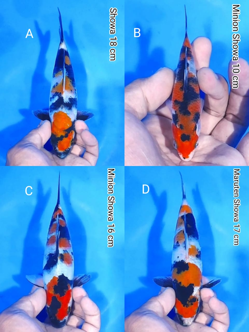 Lelang Koi Online, Jual Beli Ikan Koi, Pasar Koi Terbaik, Agen Lelang Koi, Penawaran Koi Berkualitas, Harga Jual Koi, Lelang Ikan Koi Import, Beli Koi Online, Jual Koi Murah, Koi Showroom, Penjual Koi Terpercaya, Lelang Koi Jakarta, Jual Koi Lokal, Koi Kualitas Unggul, Harga Terbaik Koi, Jual Koi Indukan, Lelang Ikan Hias Koi, Pasar Koi Indonesia, Beli Koi Berkualitas Tinggi, Koi Farm Terbesar, Jual Beli Koi Impor, Lelang Ikan Koi Kualitas Premium, Daftar Harga Koi Terbaru, Pusat Jual Beli Koi, Info Lelang Koi Hari Ini.