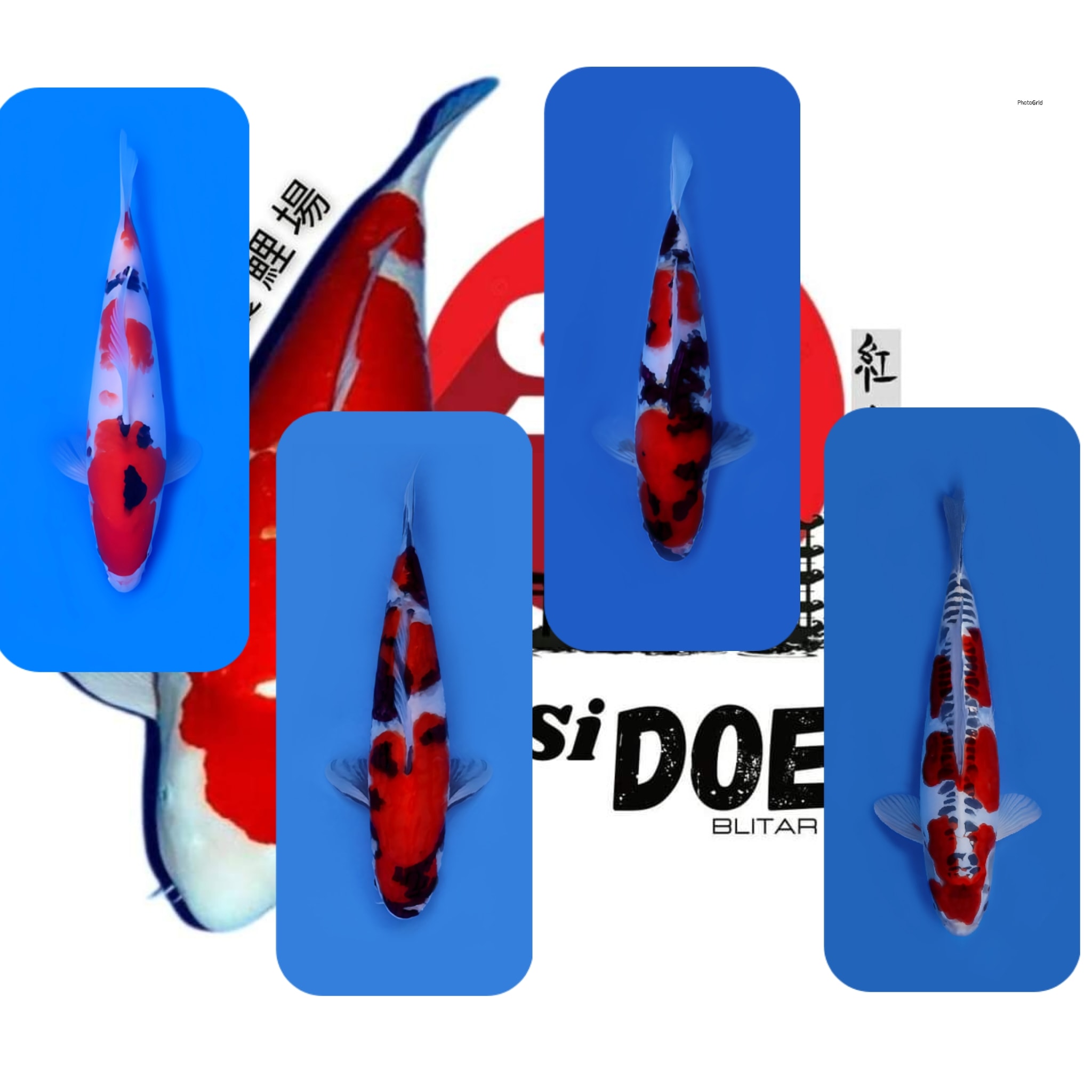 Lelang Koi Online, Jual Beli Ikan Koi, Pasar Koi Terbaik, Agen Lelang Koi, Penawaran Koi Berkualitas, Harga Jual Koi, Lelang Ikan Koi Import, Beli Koi Online, Jual Koi Murah, Koi Showroom, Penjual Koi Terpercaya, Lelang Koi Jakarta, Jual Koi Lokal, Koi Kualitas Unggul, Harga Terbaik Koi, Jual Koi Indukan, Lelang Ikan Hias Koi, Pasar Koi Indonesia, Beli Koi Berkualitas Tinggi, Koi Farm Terbesar, Jual Beli Koi Impor, Lelang Ikan Koi Kualitas Premium, Daftar Harga Koi Terbaru, Pusat Jual Beli Koi, Info Lelang Koi Hari Ini.
