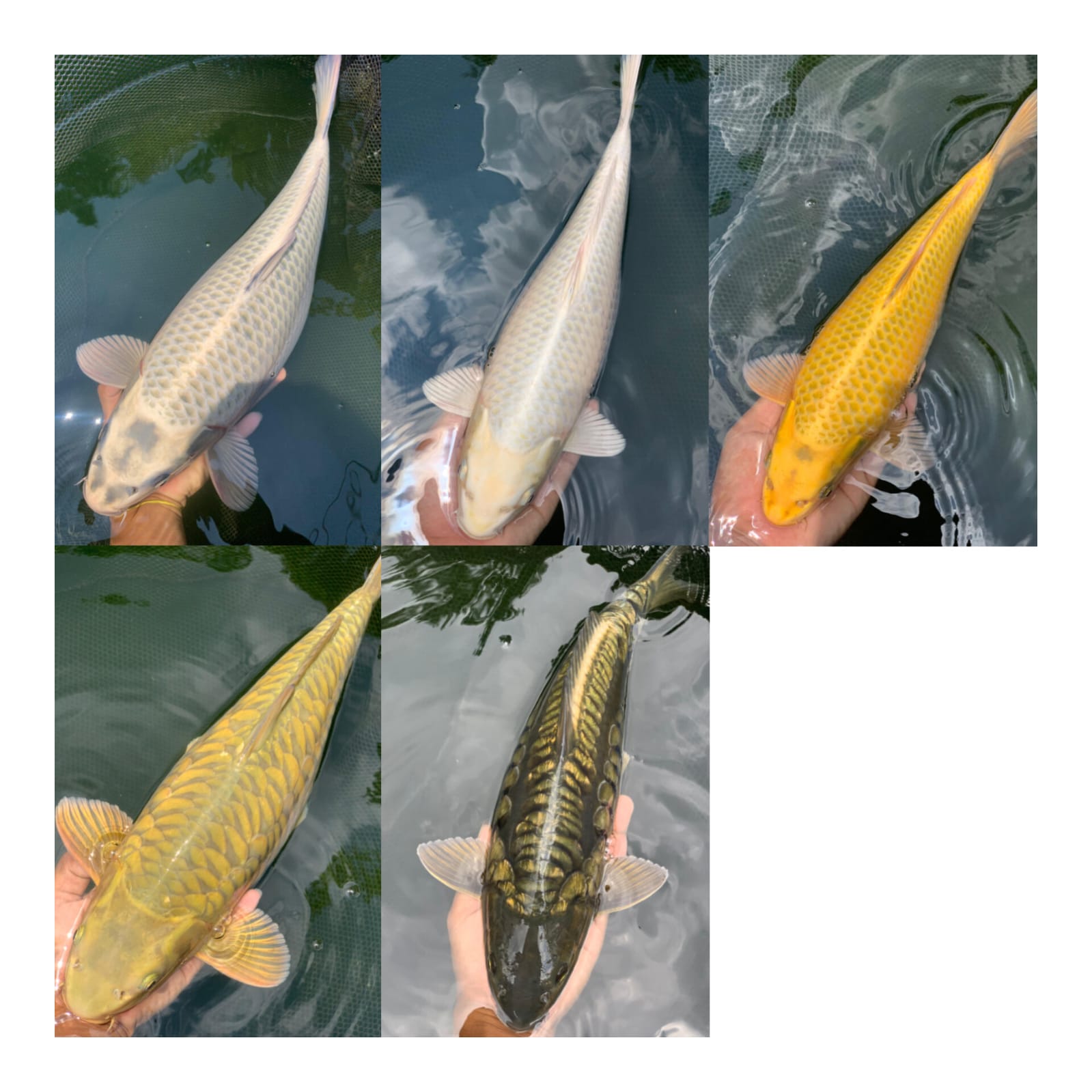 Lelang Koi Online, Jual Beli Ikan Koi, Pasar Koi Terbaik, Agen Lelang Koi, Penawaran Koi Berkualitas, Harga Jual Koi, Lelang Ikan Koi Import, Beli Koi Online, Jual Koi Murah, Koi Showroom, Penjual Koi Terpercaya, Lelang Koi Jakarta, Jual Koi Lokal, Koi Kualitas Unggul, Harga Terbaik Koi, Jual Koi Indukan, Lelang Ikan Hias Koi, Pasar Koi Indonesia, Beli Koi Berkualitas Tinggi, Koi Farm Terbesar, Jual Beli Koi Impor, Lelang Ikan Koi Kualitas Premium, Daftar Harga Koi Terbaru, Pusat Jual Beli Koi, Info Lelang Koi Hari Ini.
