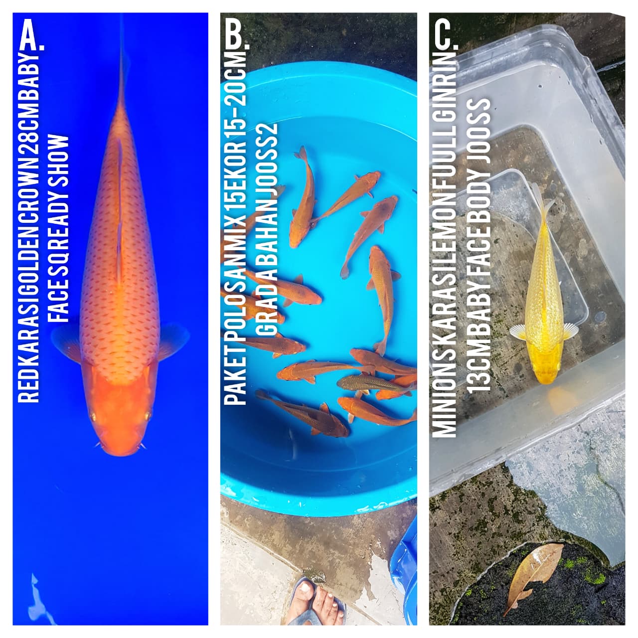 Lelang Koi Online, Jual Beli Ikan Koi, Pasar Koi Terbaik, Agen Lelang Koi, Penawaran Koi Berkualitas, Harga Jual Koi, Lelang Ikan Koi Import, Beli Koi Online, Jual Koi Murah, Koi Showroom, Penjual Koi Terpercaya, Lelang Koi Jakarta, Jual Koi Lokal, Koi Kualitas Unggul, Harga Terbaik Koi, Jual Koi Indukan, Lelang Ikan Hias Koi, Pasar Koi Indonesia, Beli Koi Berkualitas Tinggi, Koi Farm Terbesar, Jual Beli Koi Impor, Lelang Ikan Koi Kualitas Premium, Daftar Harga Koi Terbaru, Pusat Jual Beli Koi, Info Lelang Koi Hari Ini.